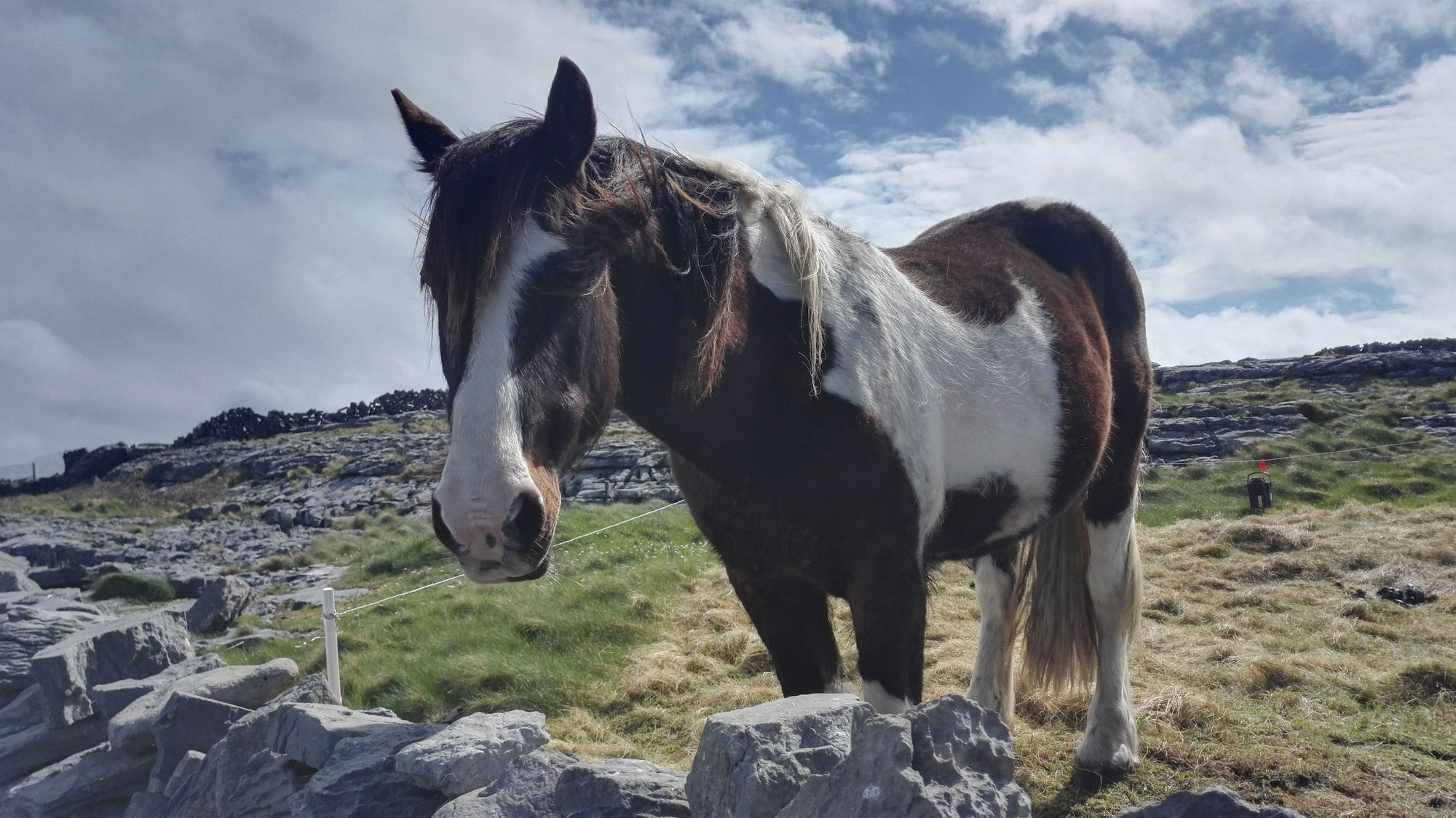 Hans im Glück (Sammlung Gebrüder Grimm)