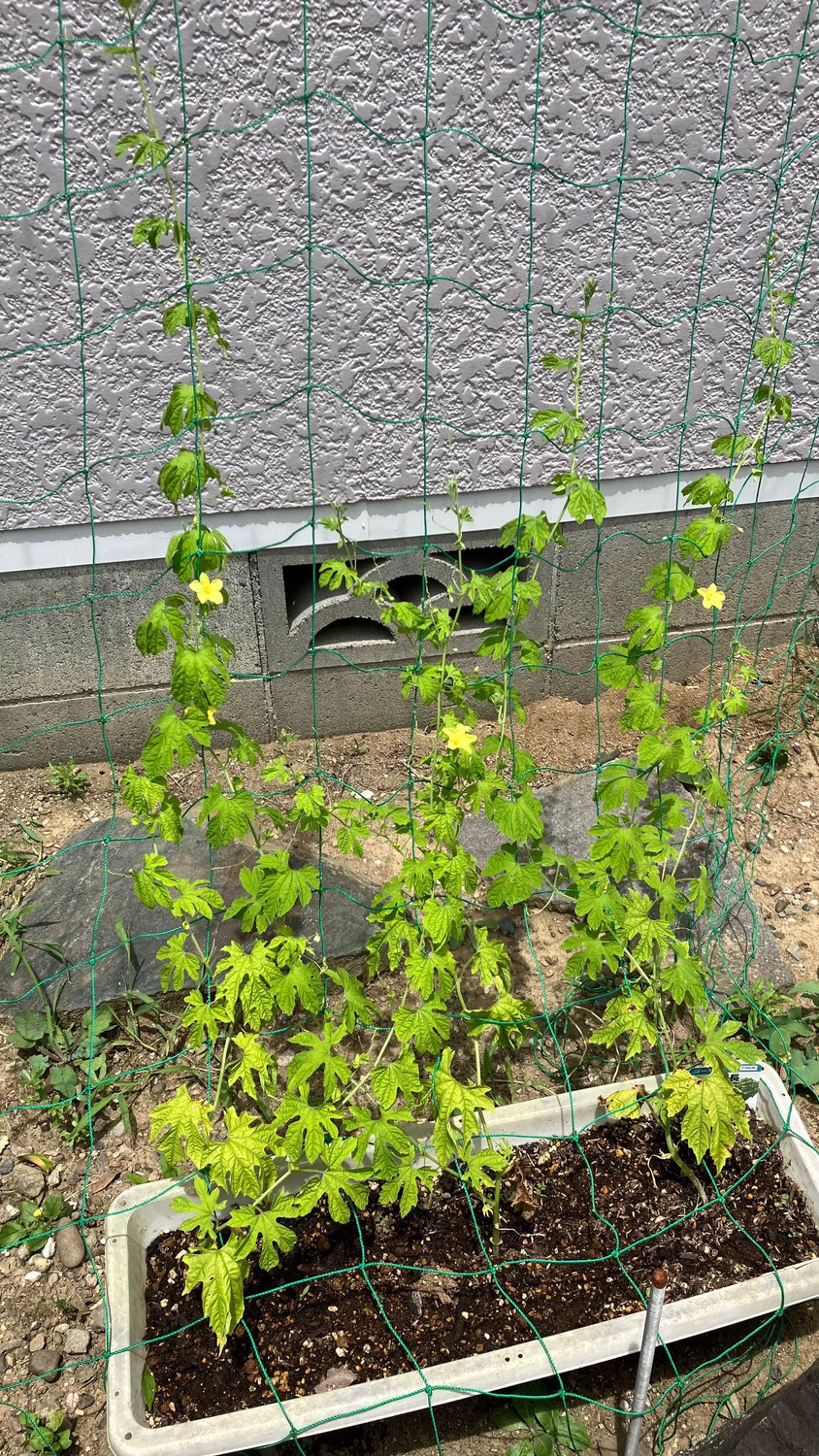 ゴーヤの観察　56日目