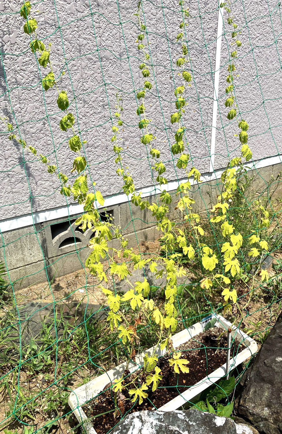 ゴーヤの観察　84日目