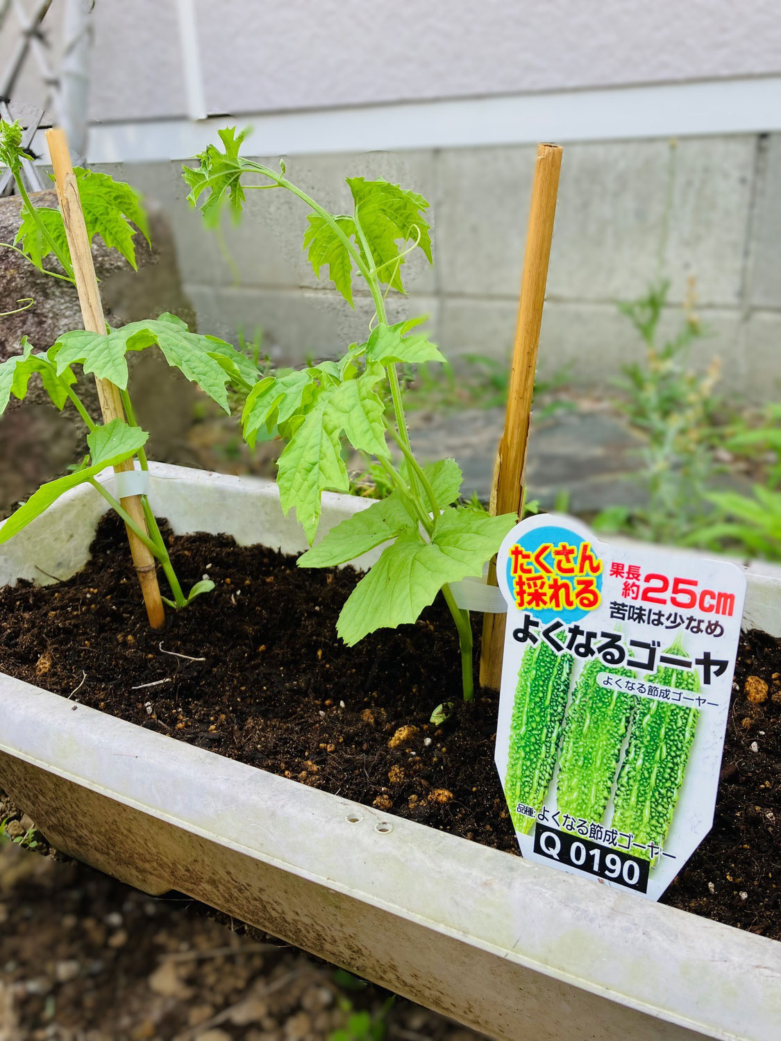 毎年恒例のゴーヤの苗を植えました　2025