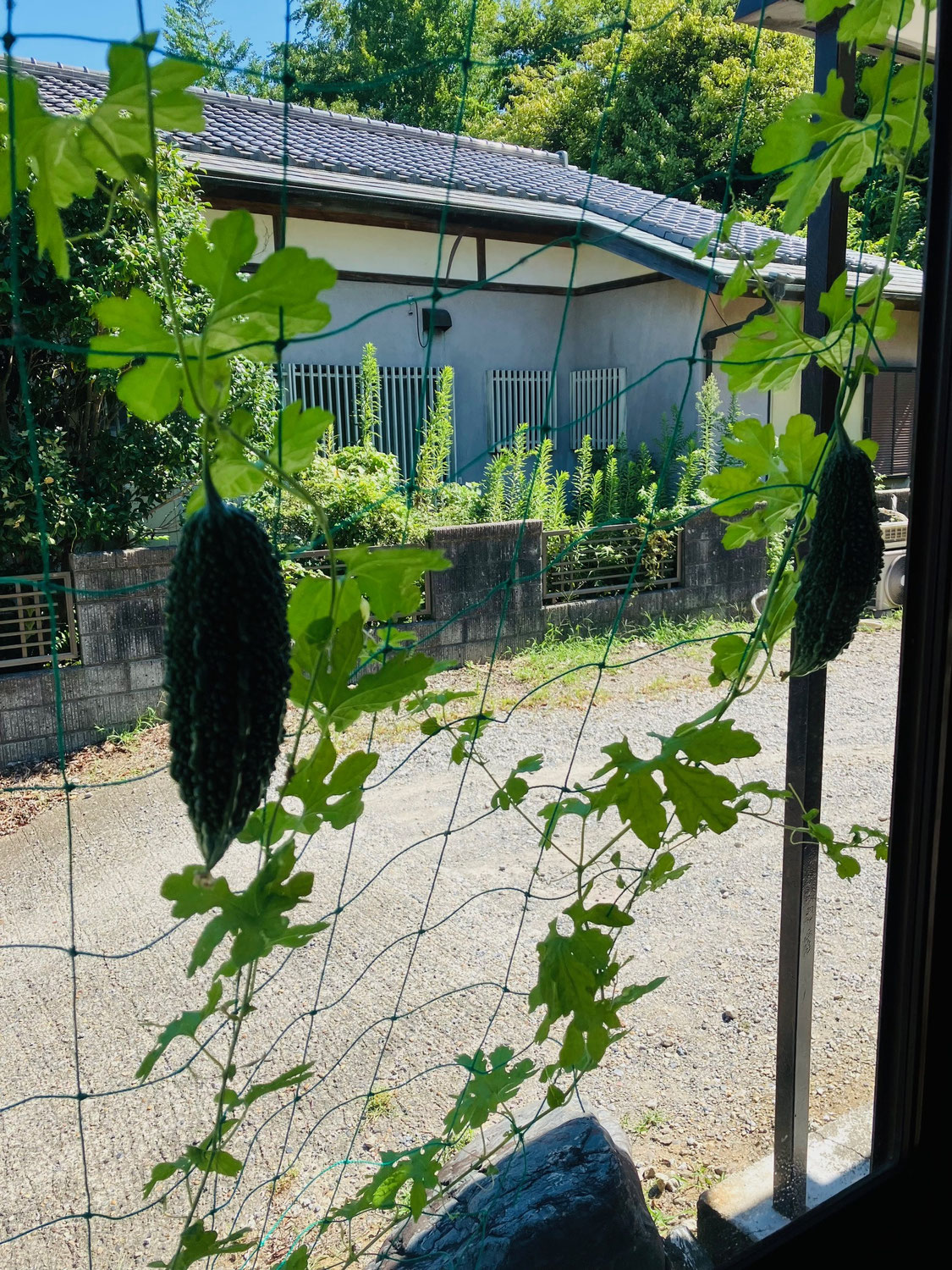 2025ゴーヤの観察　84日目