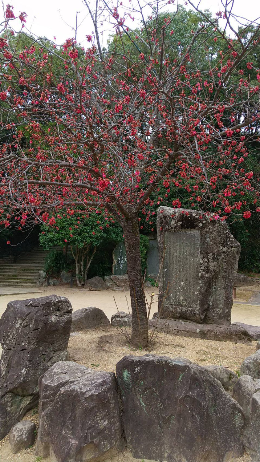 寒緋桜と「池原香穉元日桜長歌並短歌碑」