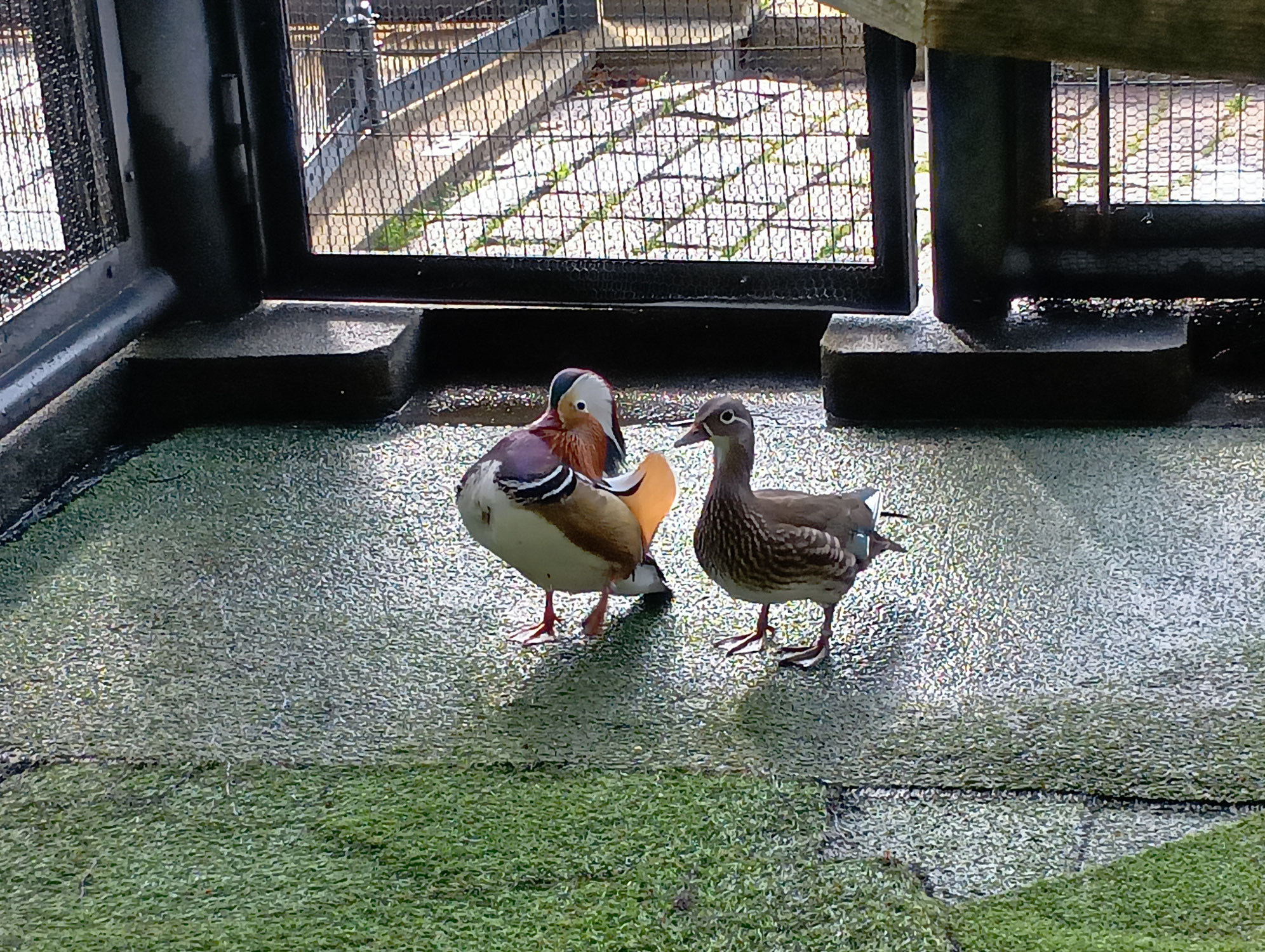オシドリの求愛と交尾