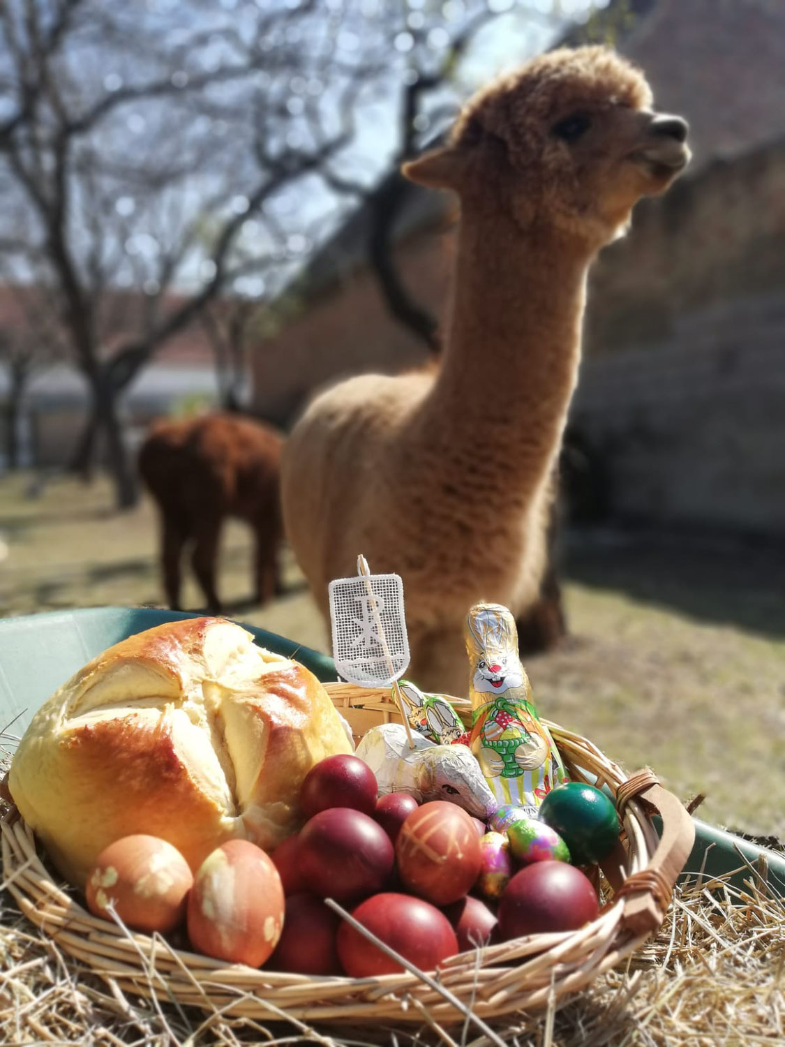 Was wäre Ostern ohne eine Osterpinze?