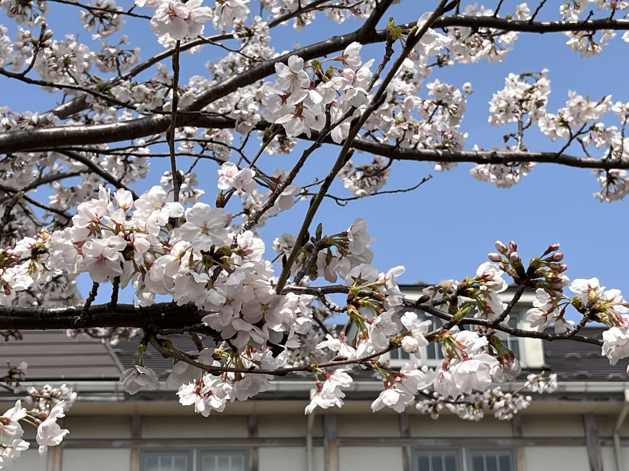 桜の季節に思う