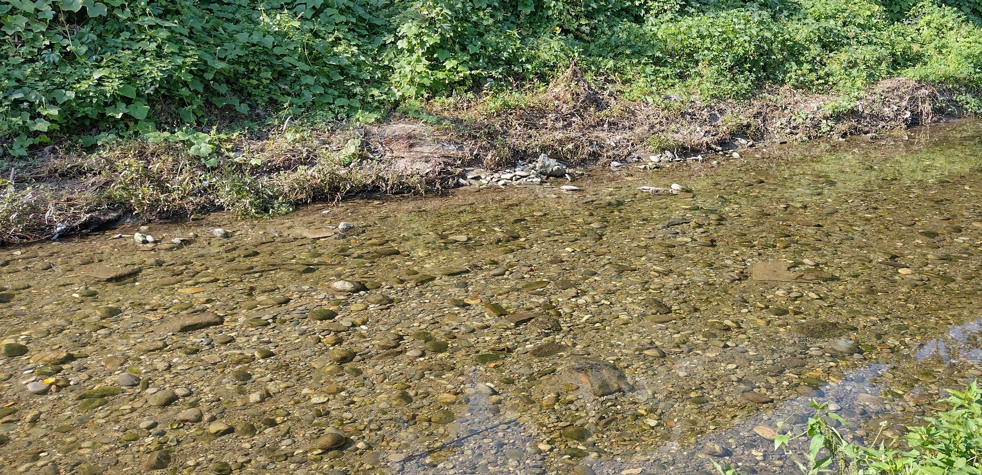 Monitoraggio ecologico di un tratto riqualificato del fiume Seveso