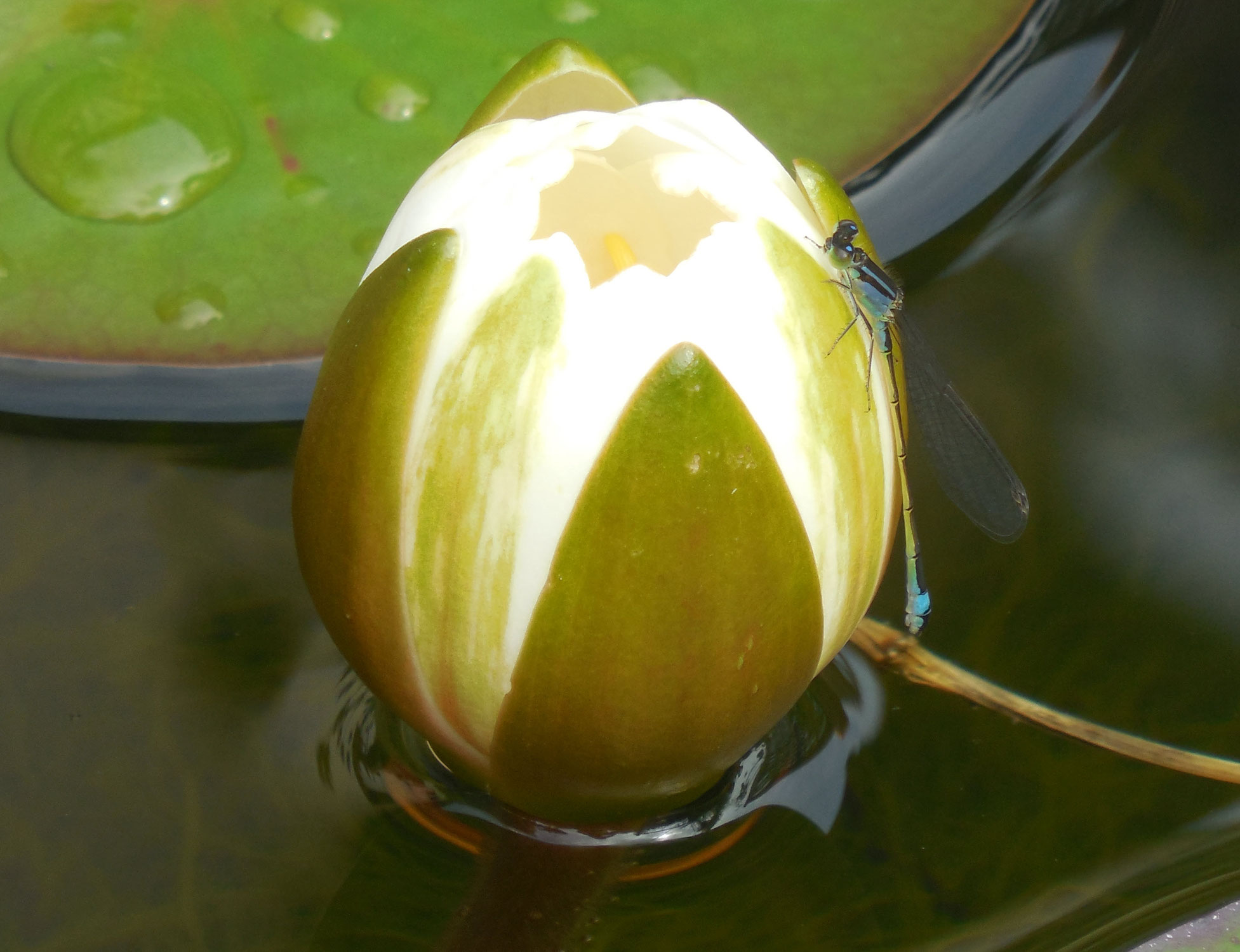Blütenzauber & Libellenglück