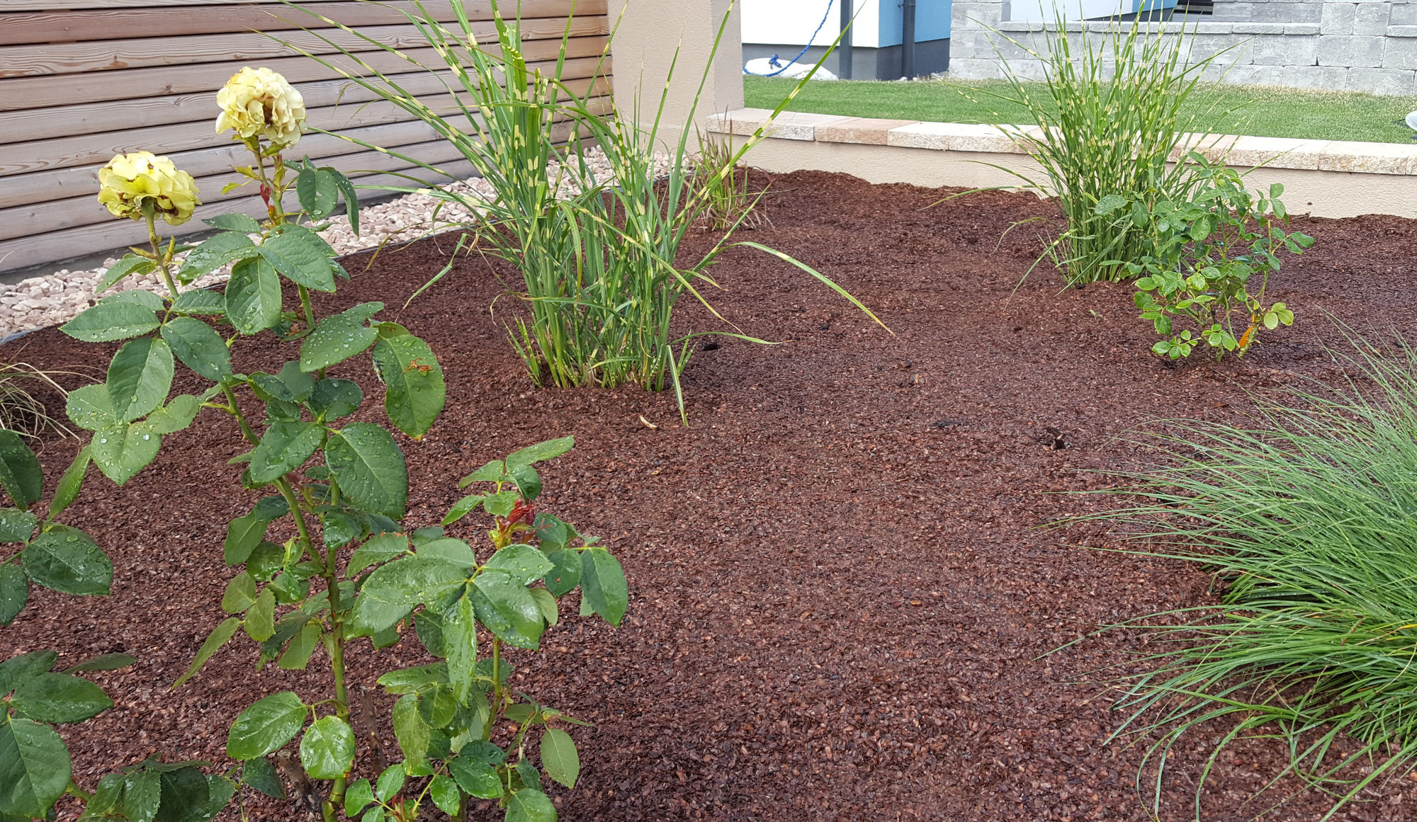 Kakaoschalen die Vorteile Cocoa Mulch Kakaoschalen