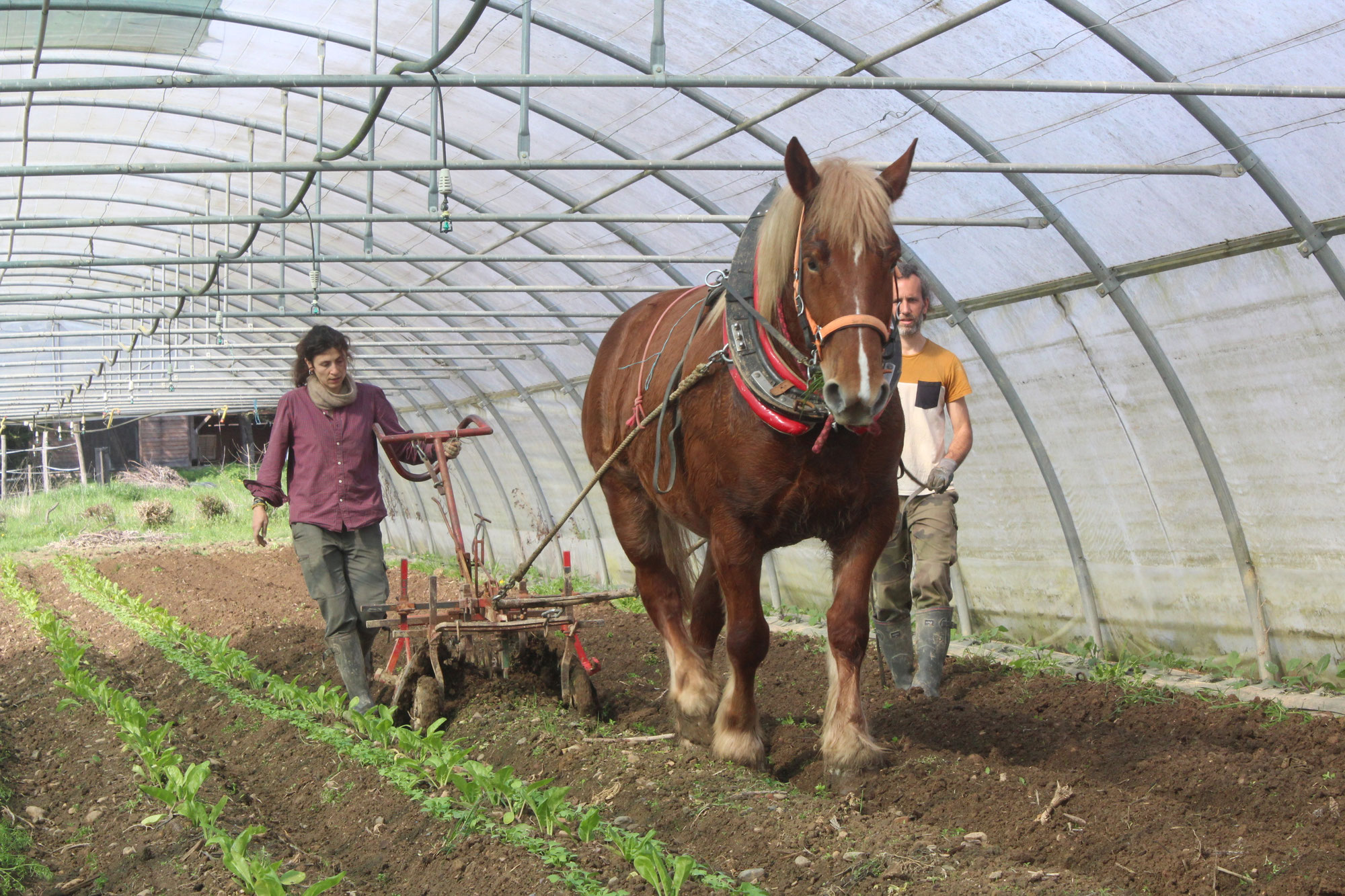 Vente à la ferme