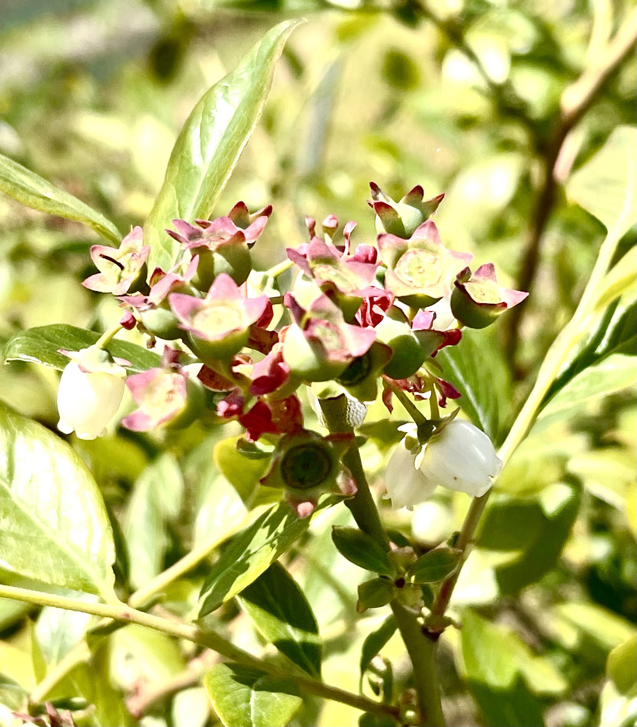 凄い、って！ブルーベリーの木 約1.5メートル 開花中！ 凄い、って！ブルーベリーの木 約1.5メートル 開花中！