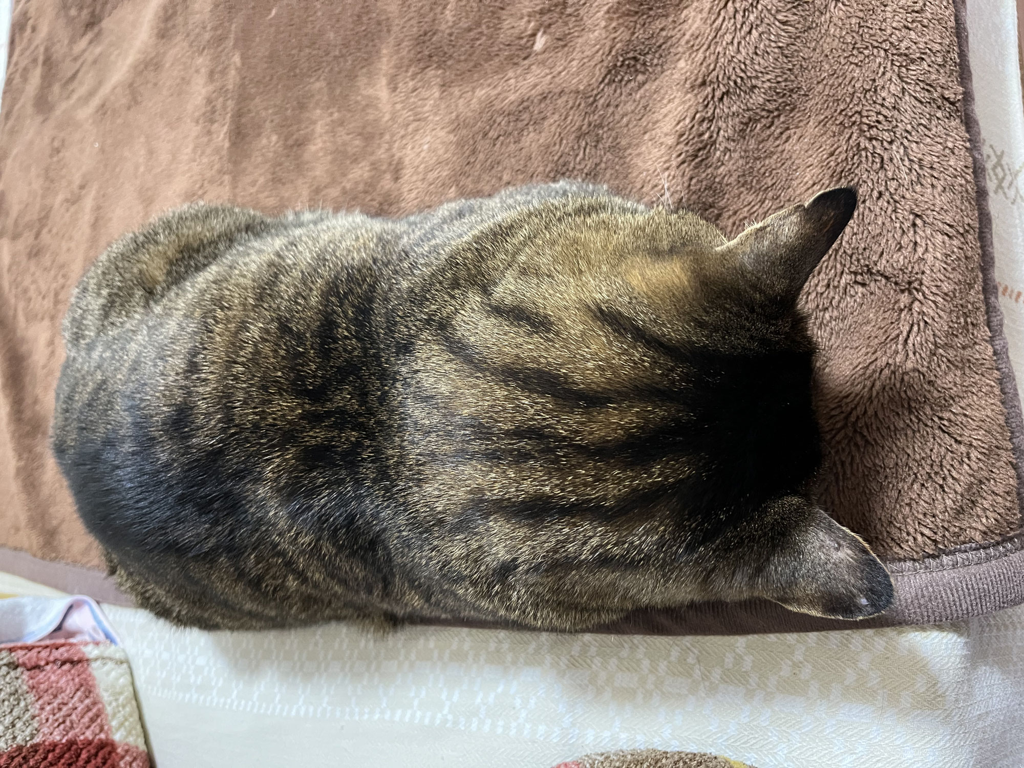 我が家のニャンズ