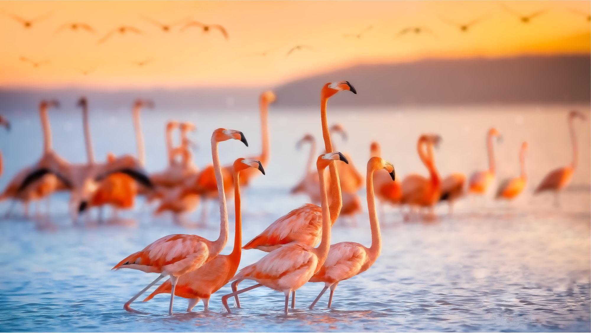 Was haben agile Organisationen mit Flamingos zu tun?