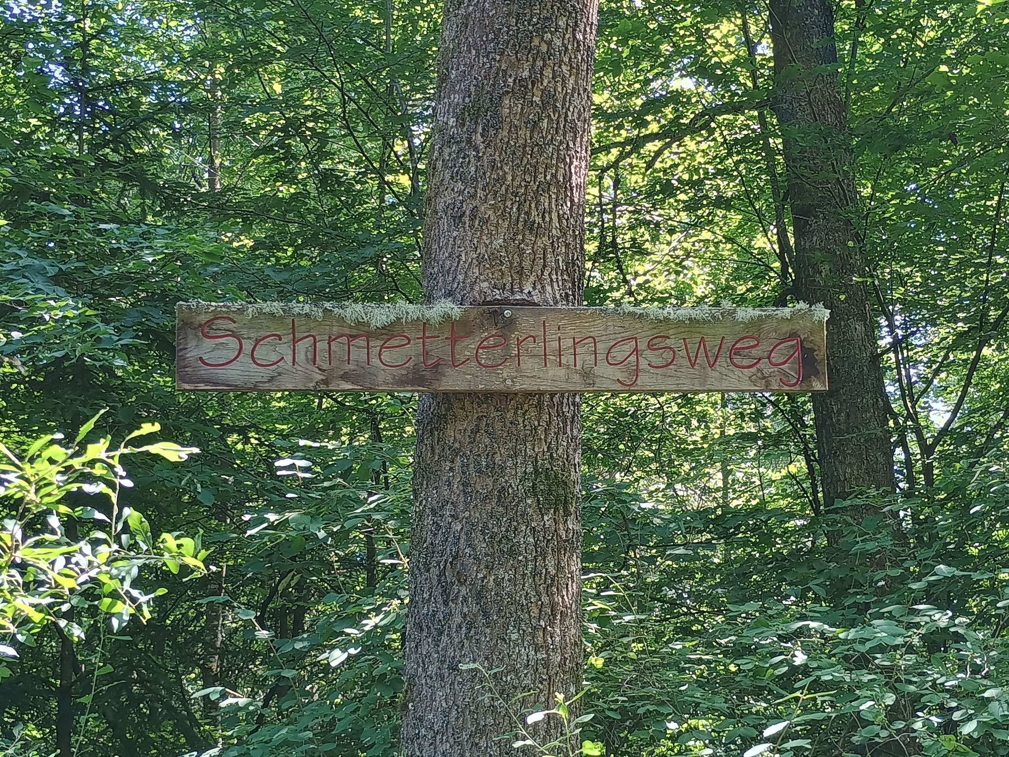 Schmetterlingsexkursion in Böblingen Dagersheim