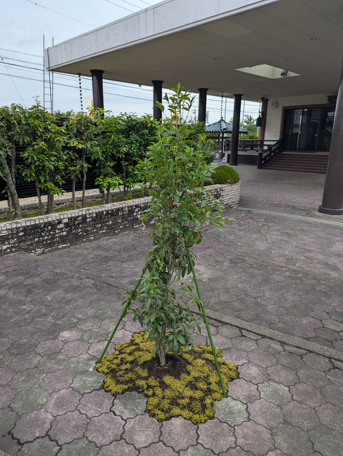 金木犀植樹