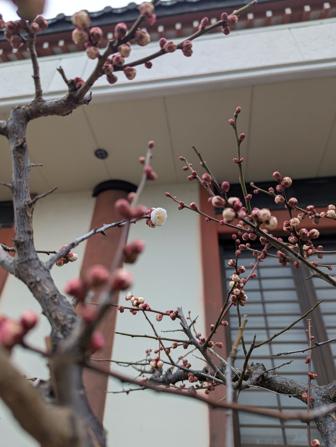 梅の花
