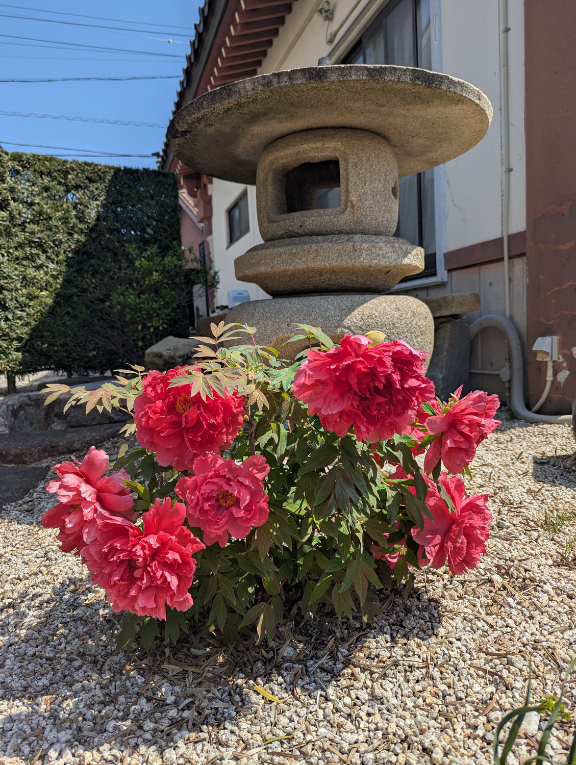 百花春至為誰開