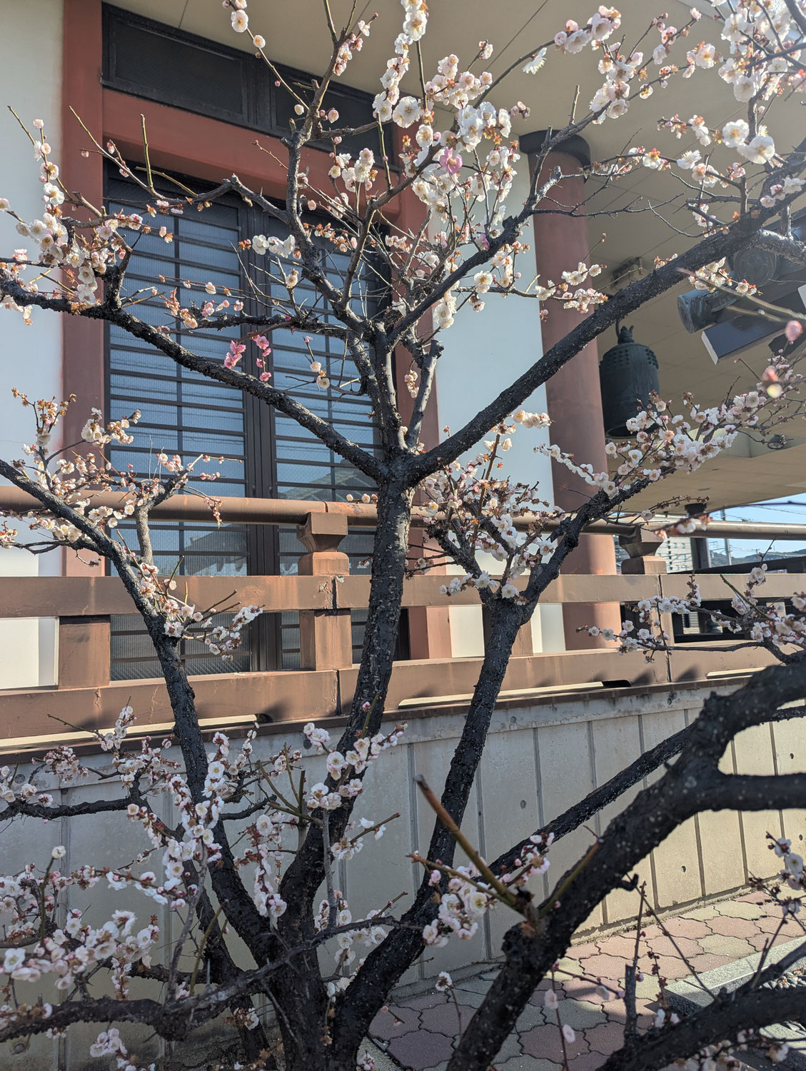 春の花々