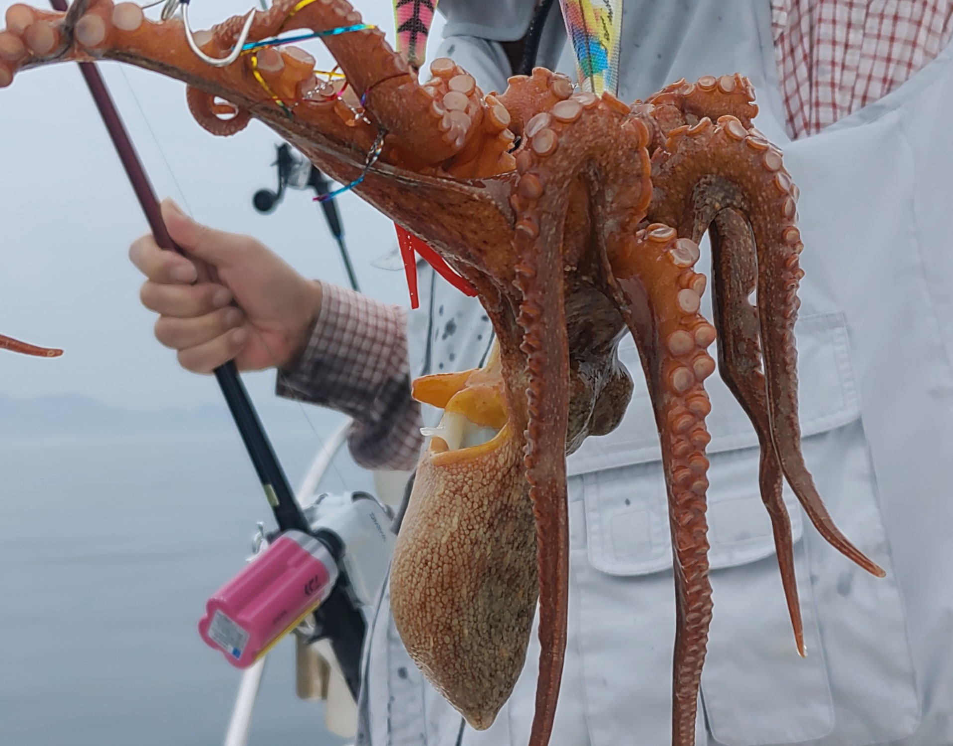 5月21日　甲イカ タコ＆鯛　釣果