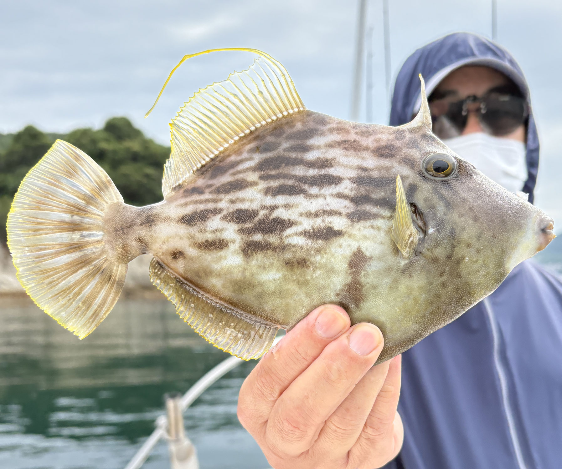 6月18日　カワハギ　釣果