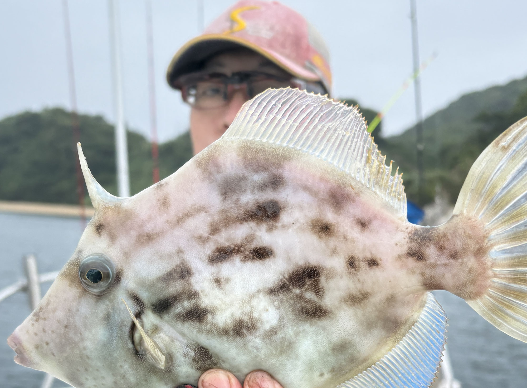 6月8日　カワハギ＆タコ　釣果