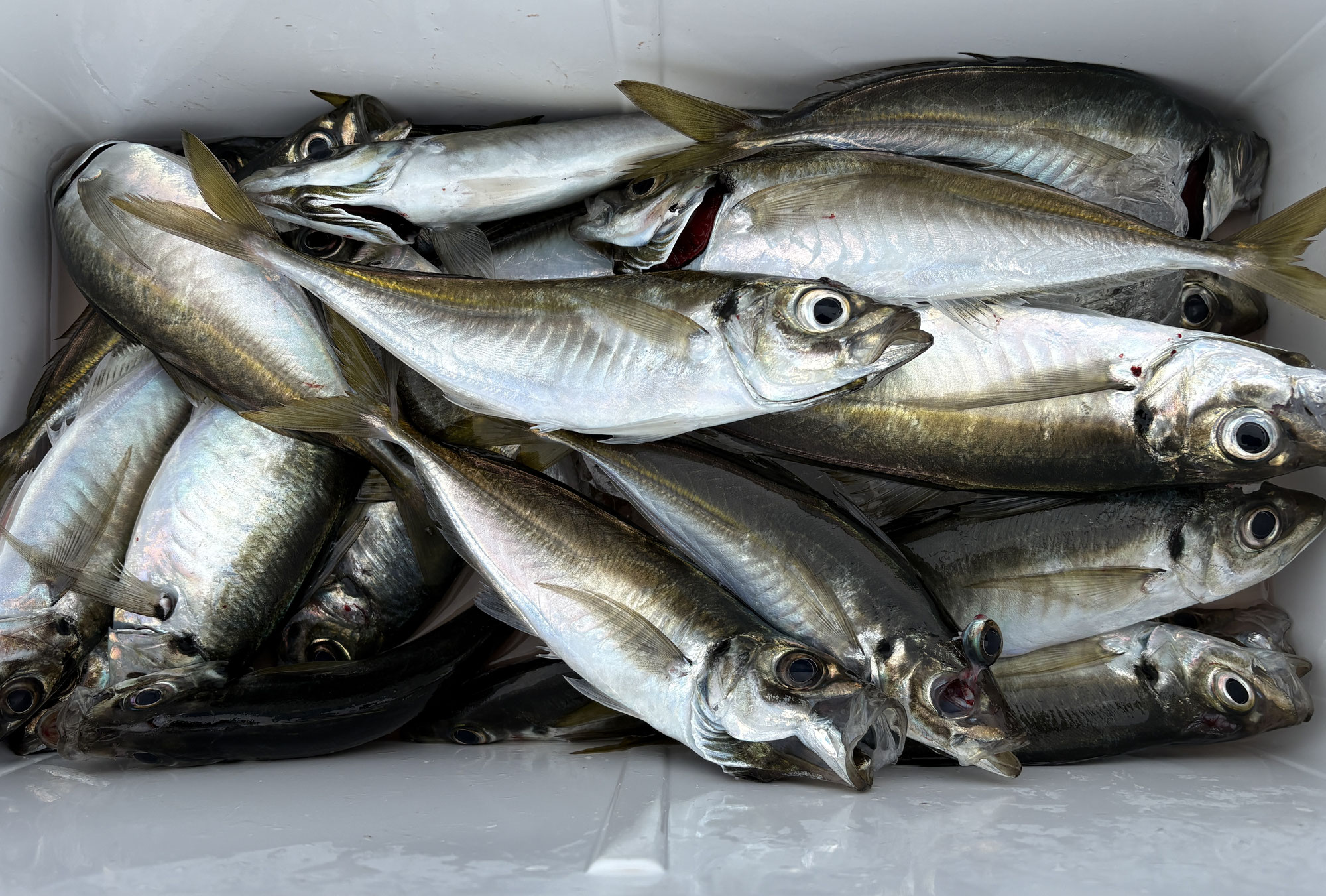 6月11日　半日アジ　釣果