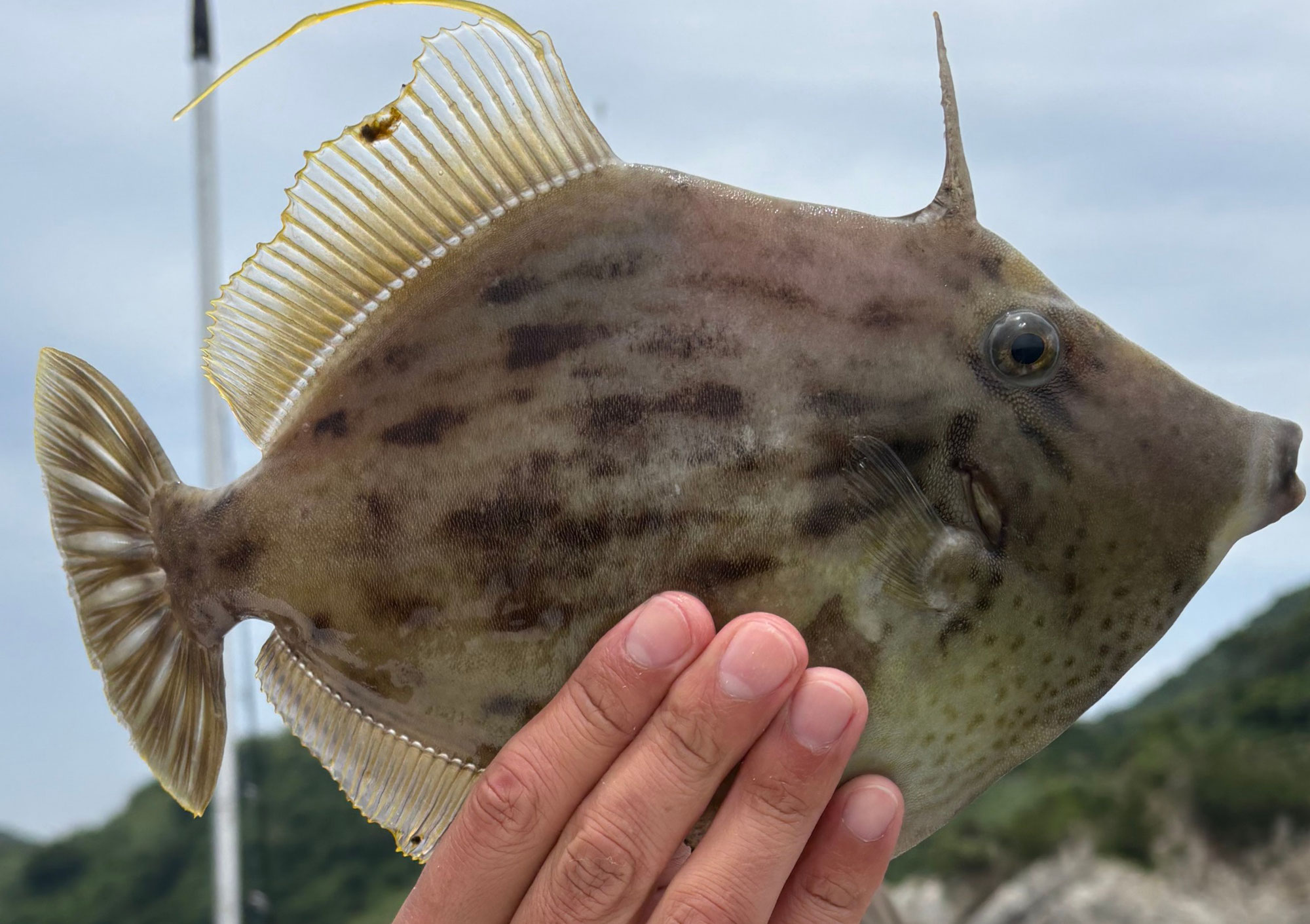 6月6日 7日　カワハギ 鯛＆タコ　釣果