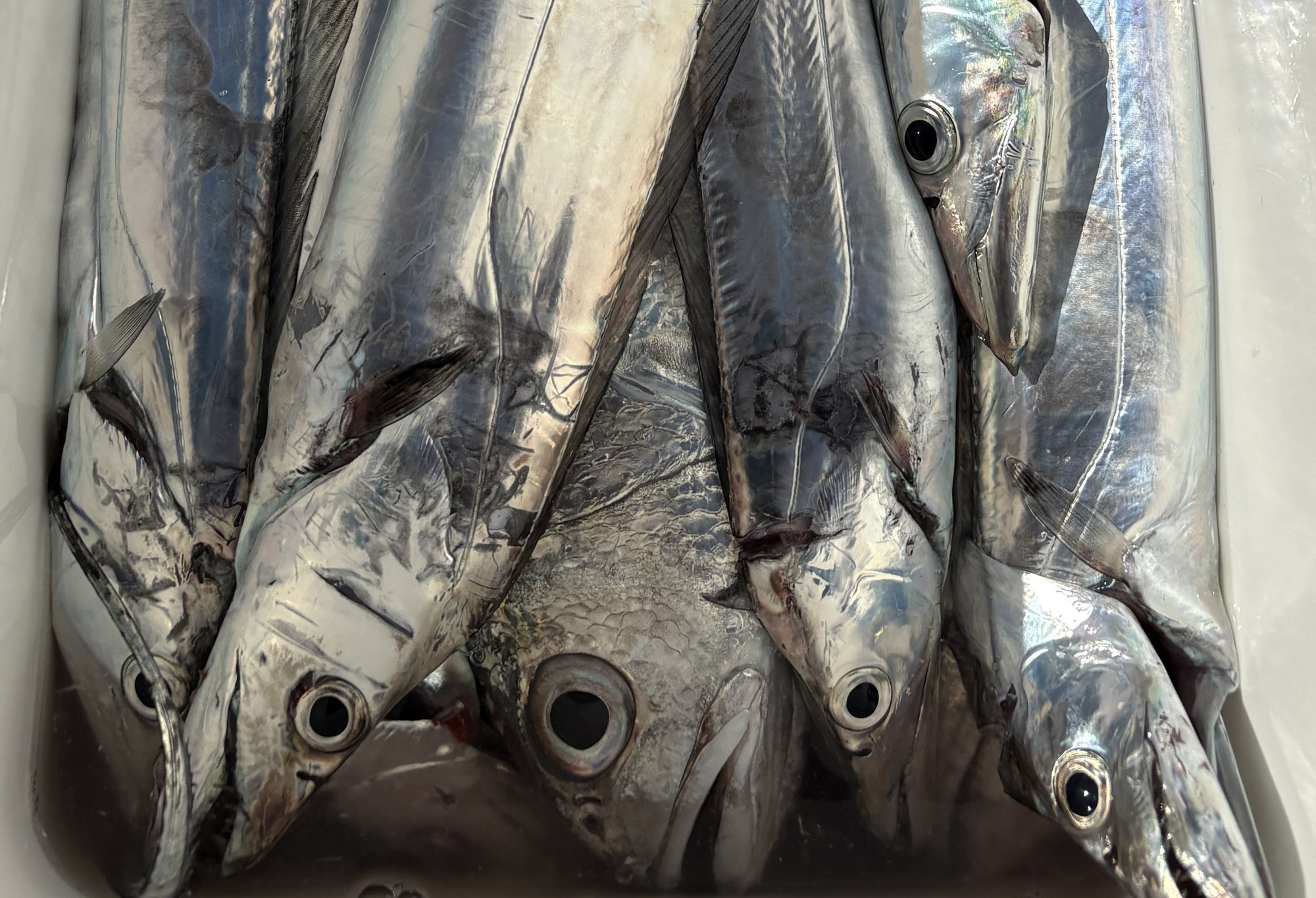 12月7日　タチウオ＆鯛　釣果