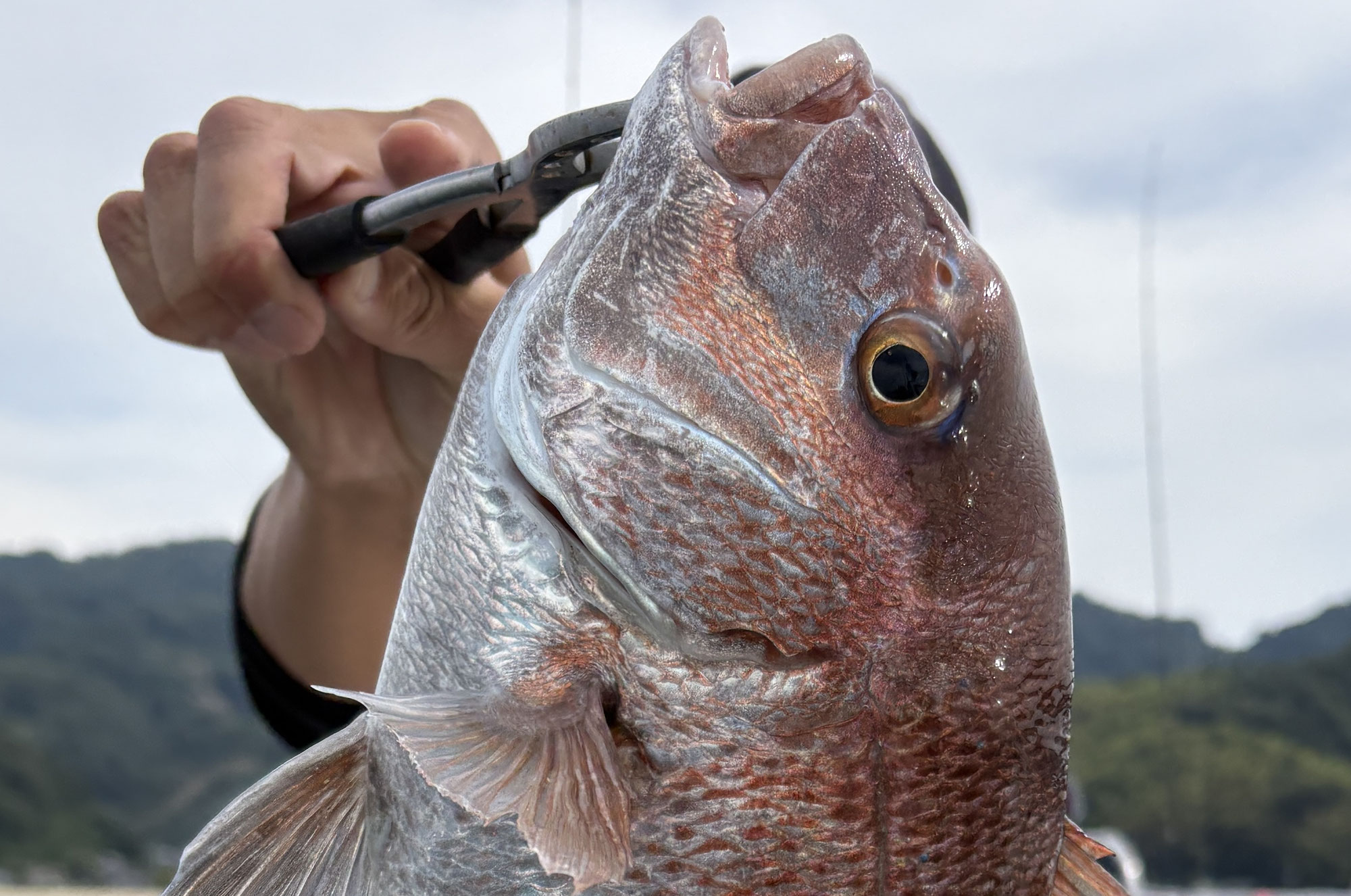 10月2日　タイラバ　釣果