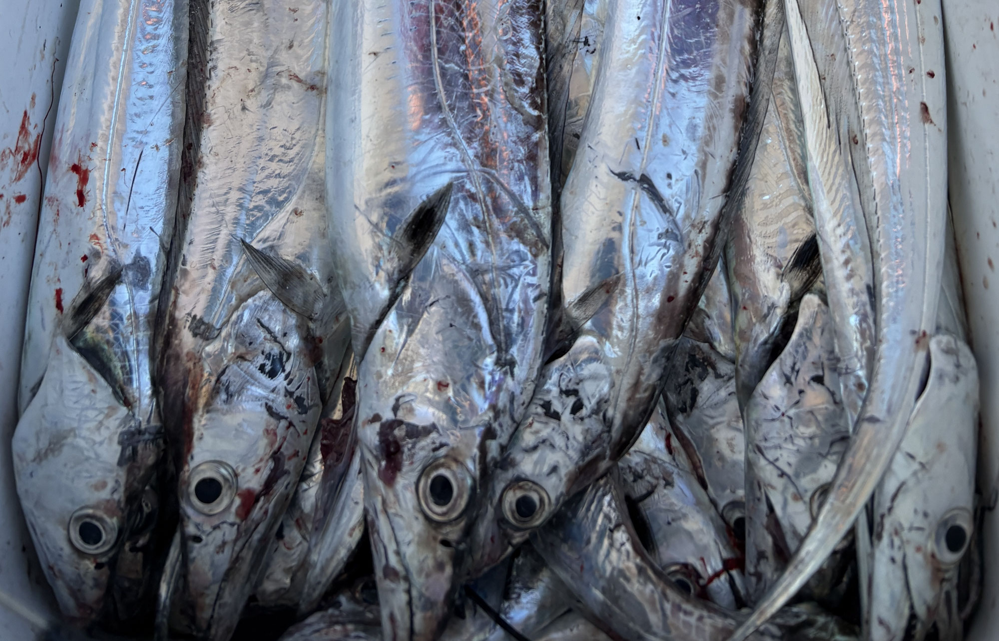 12月9日　タチウオ　釣果