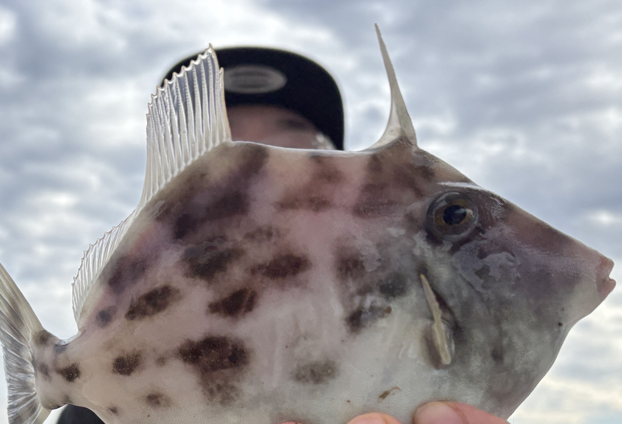 11月24日　カワハギ　釣果