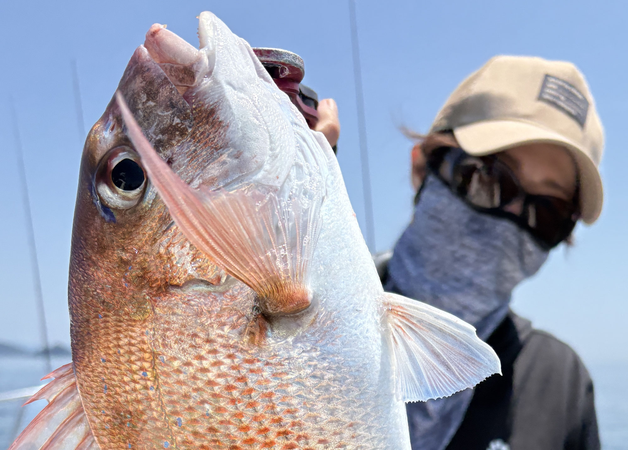 6月19日　鯛＆青物　釣果