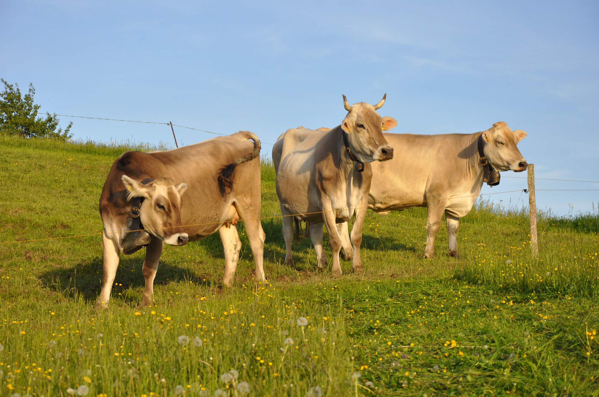 tricloroetileno venta chile proteinas para aumentar volumen