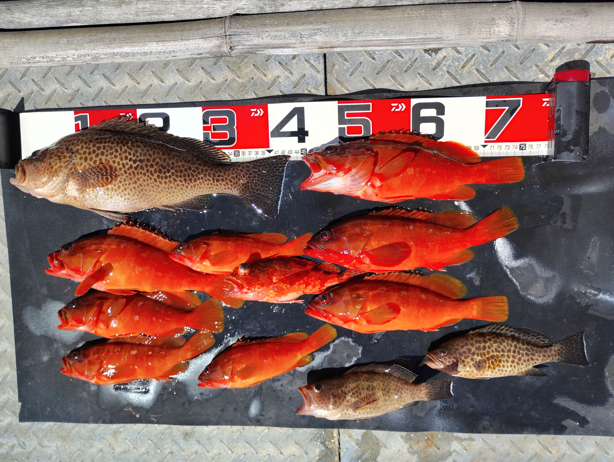 7月27日　午前便3名様磯テンヤ＆タイラバ