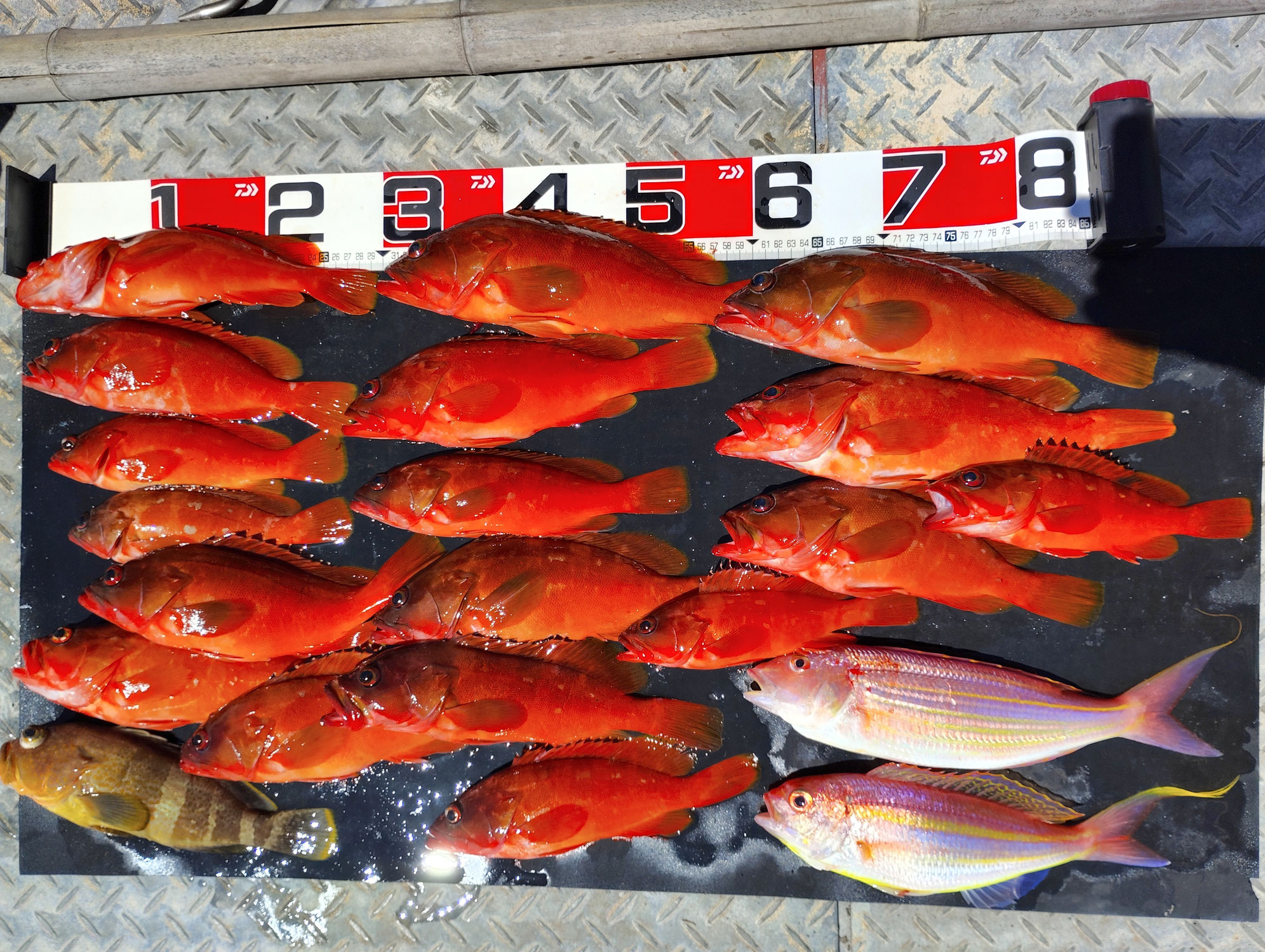 7月20日　午前便2名様磯テンヤ＆スイミングジグ