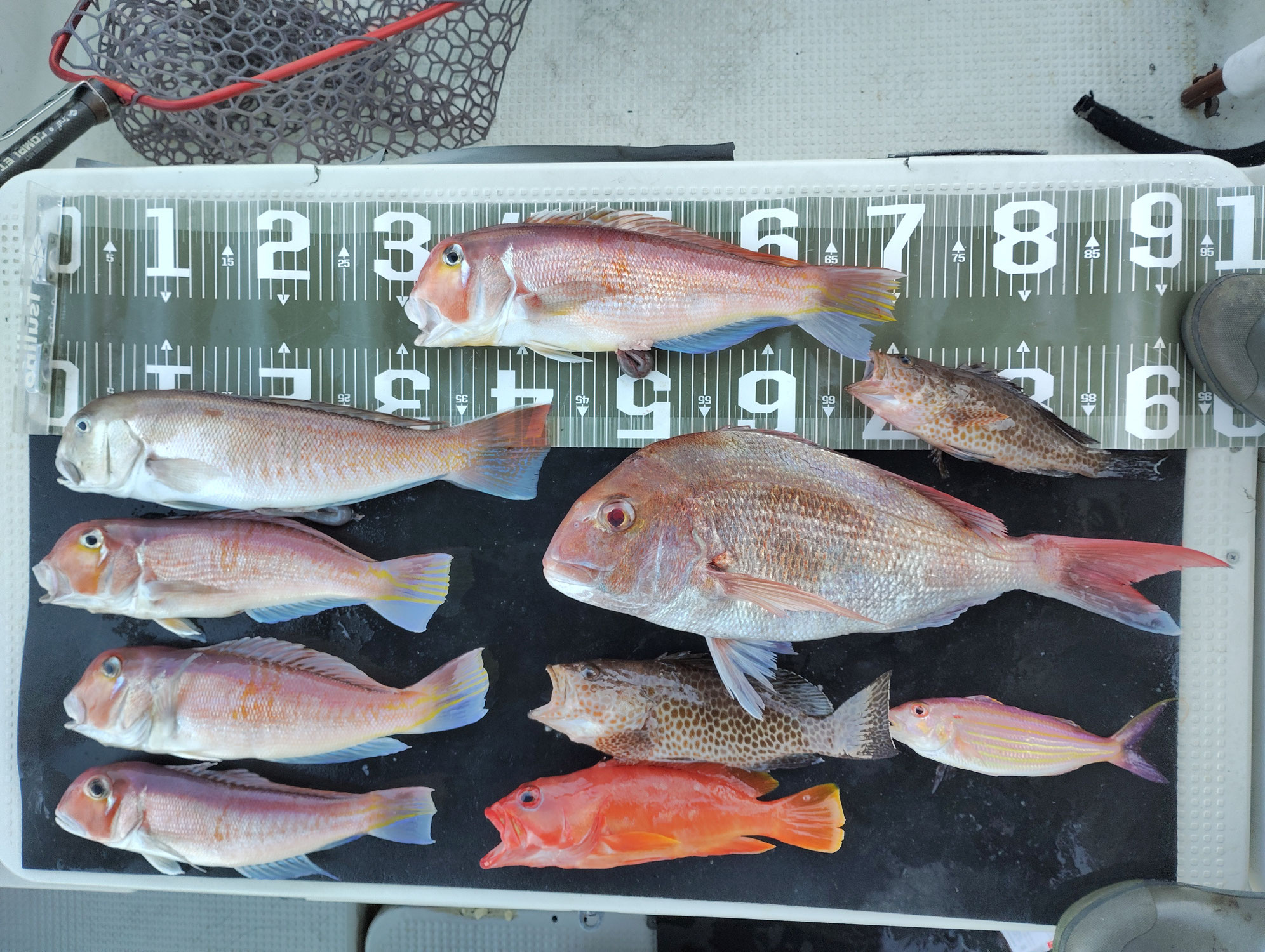 12月18日　船長の朝活釣果