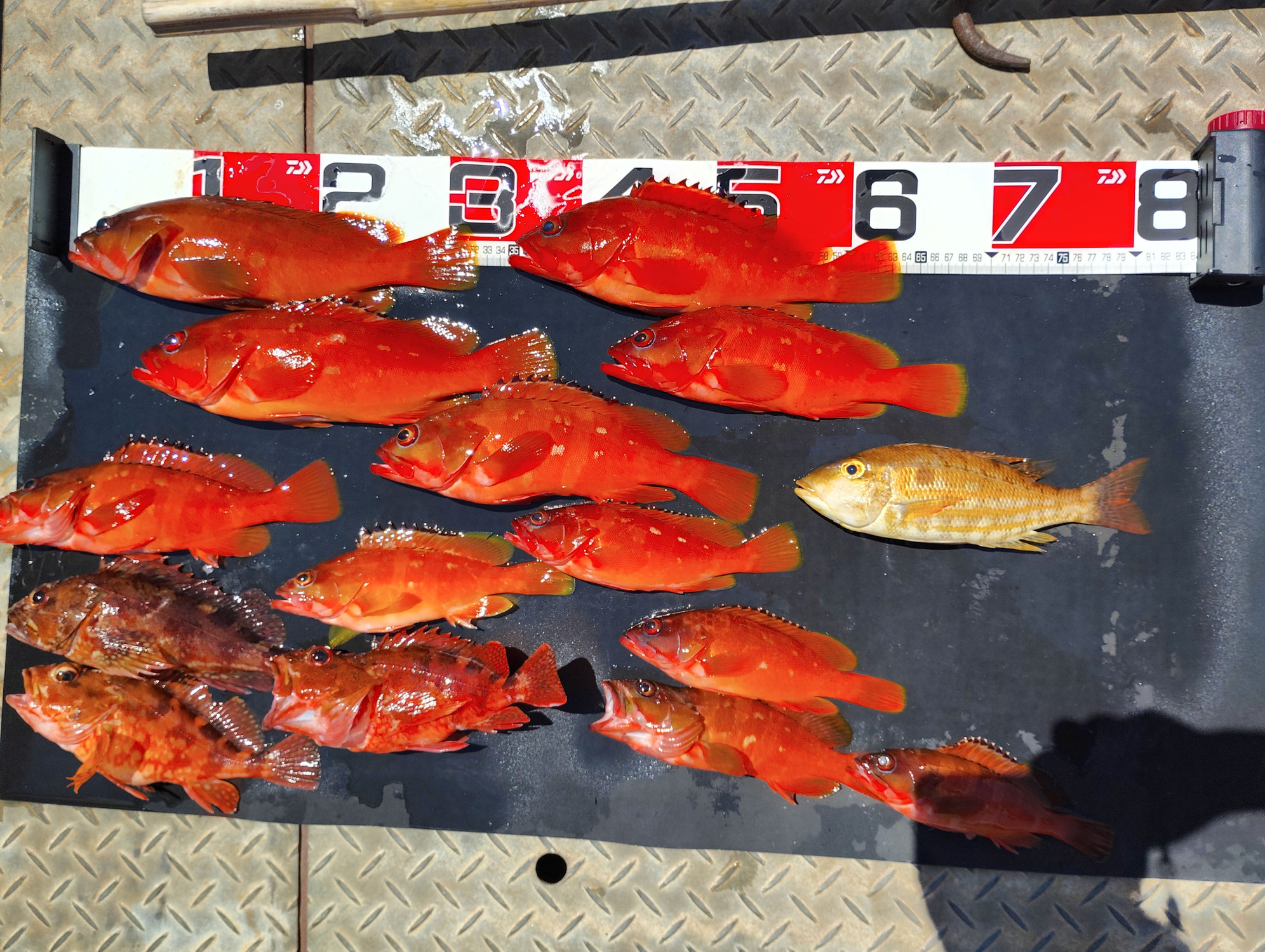 8月2日　中便4名様磯テンヤでファミリーフィッシングサポート！