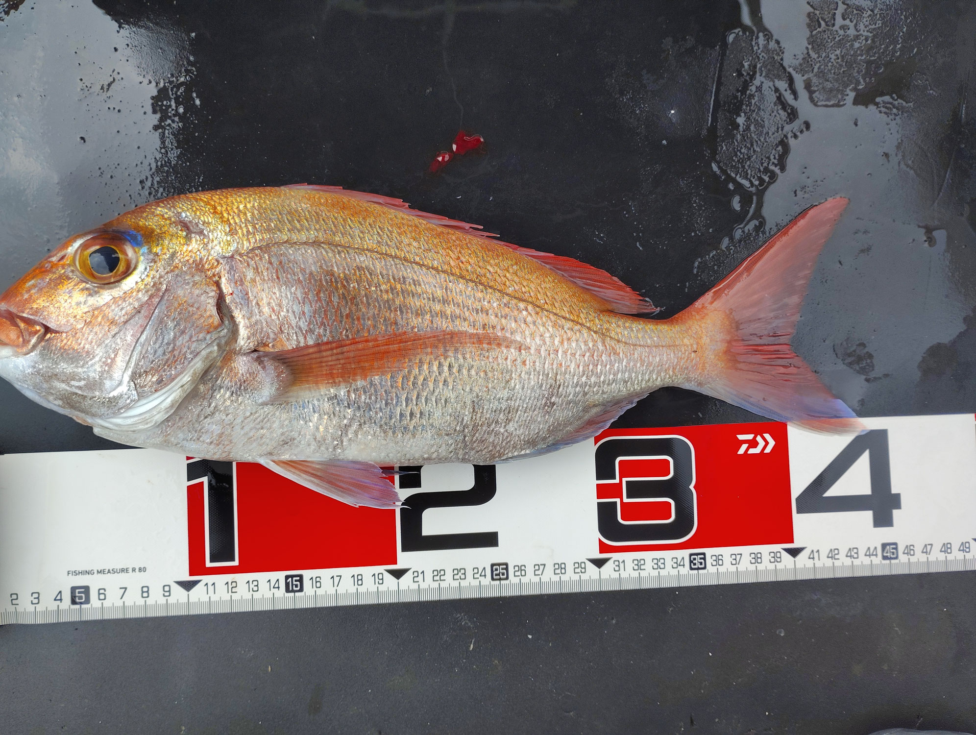 7月7日　朝活釣果