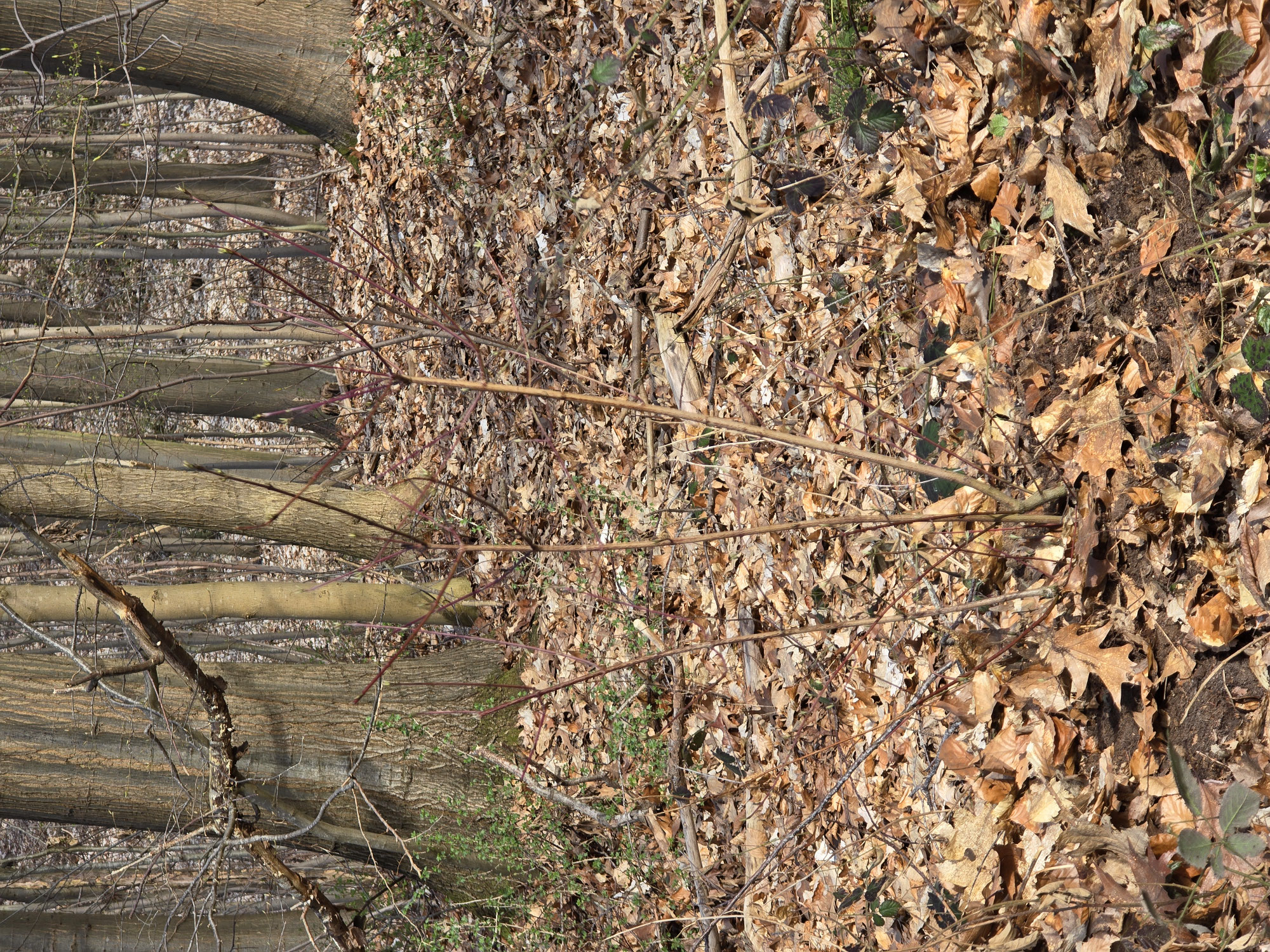 Waldtagebuch