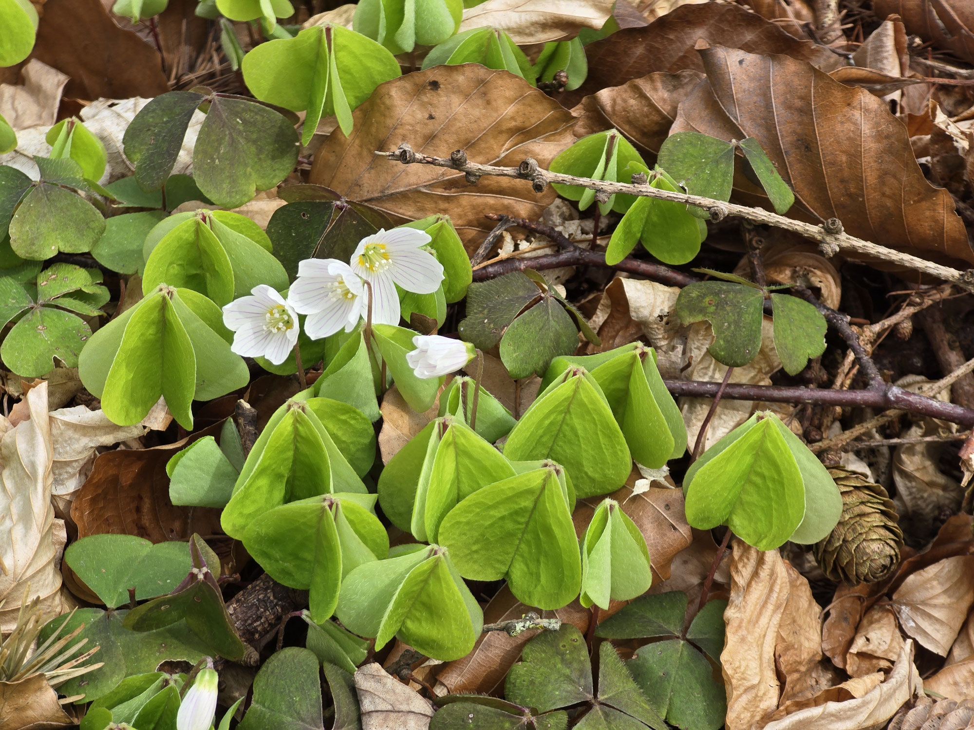 Frühling