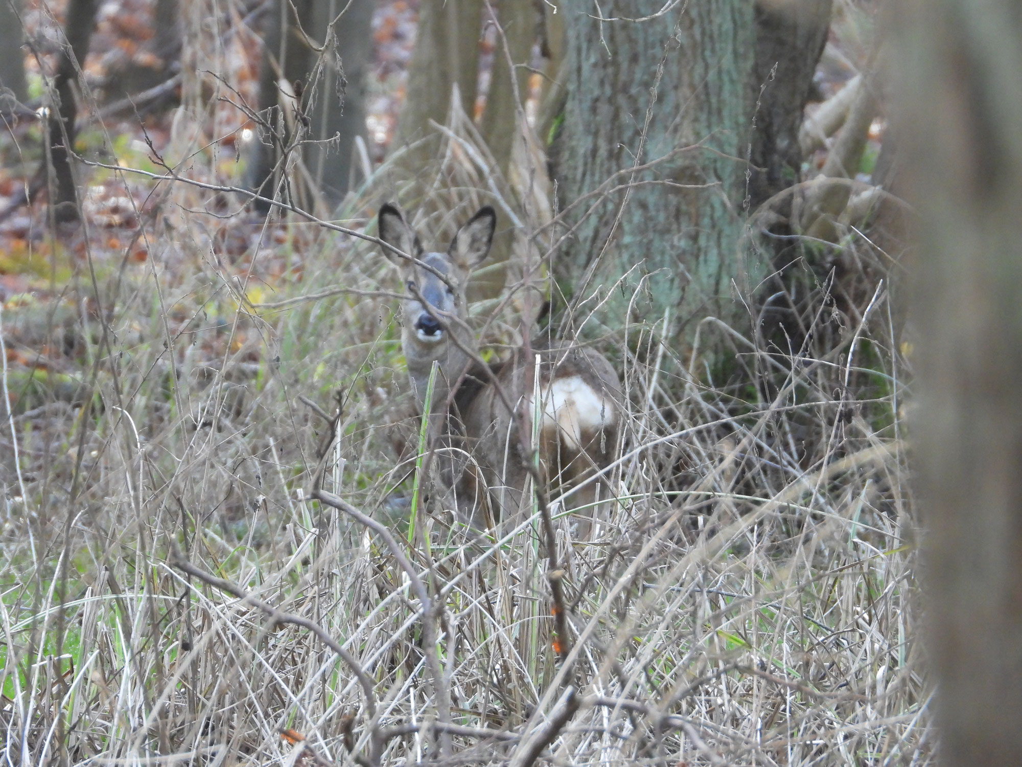 Wenn der Wald zur Kinderstube wird