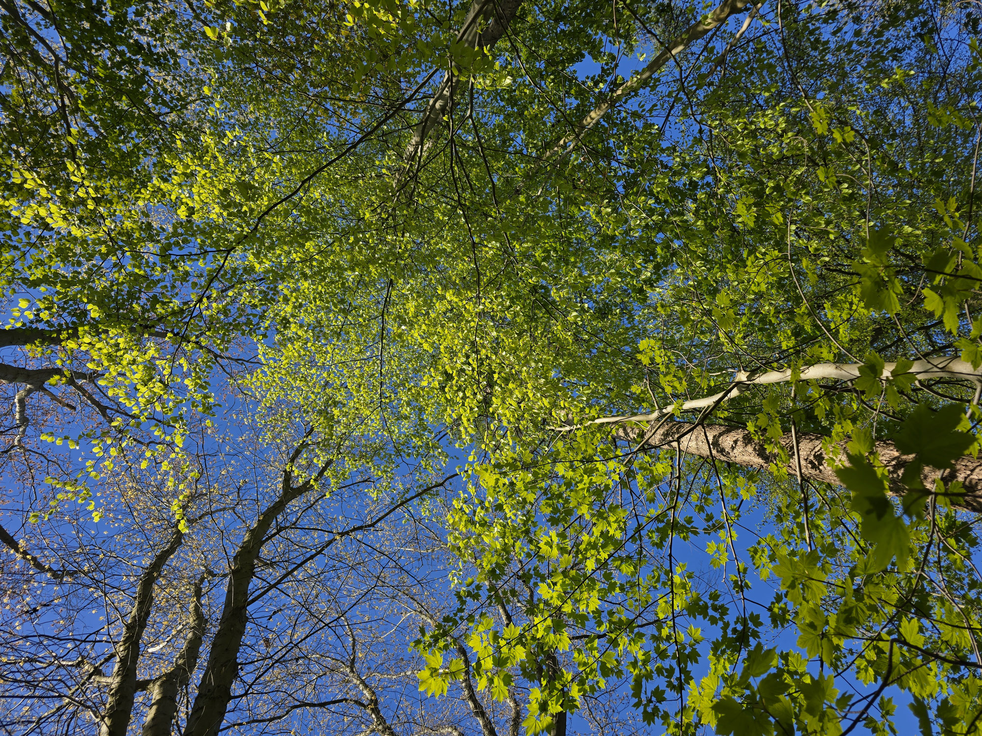 Wald im Mai 2026