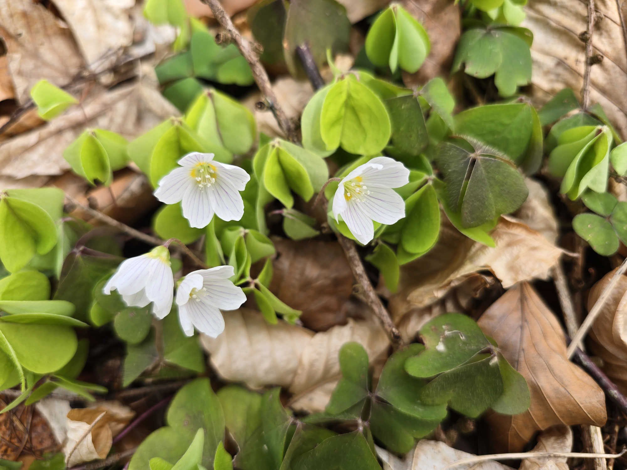 Wald im April