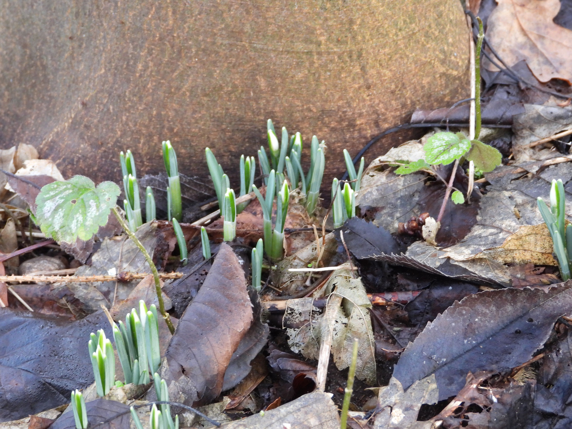 Laubgeflüster "Vorfrühling"
