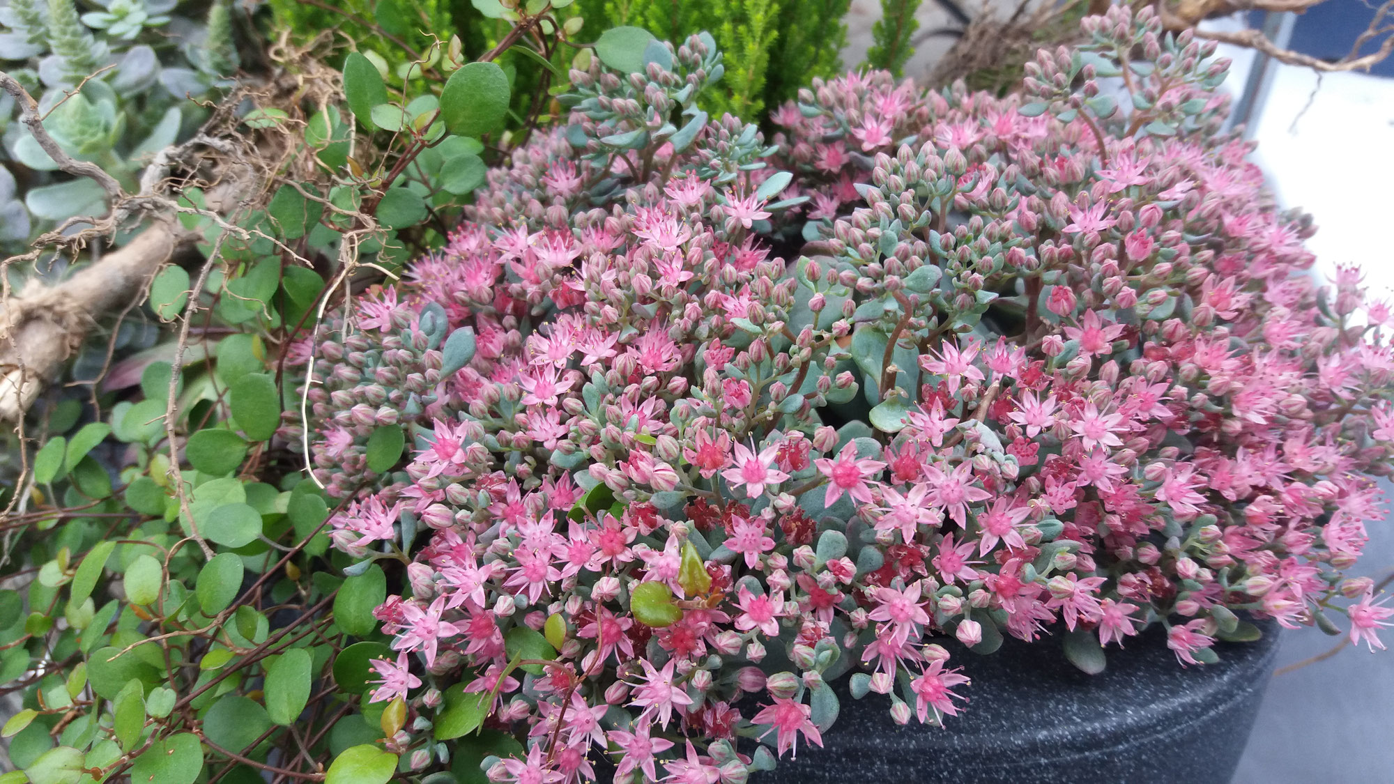 mihus ist eine Gärtnerei mit Sitz in der Mitte des Vorarlberger