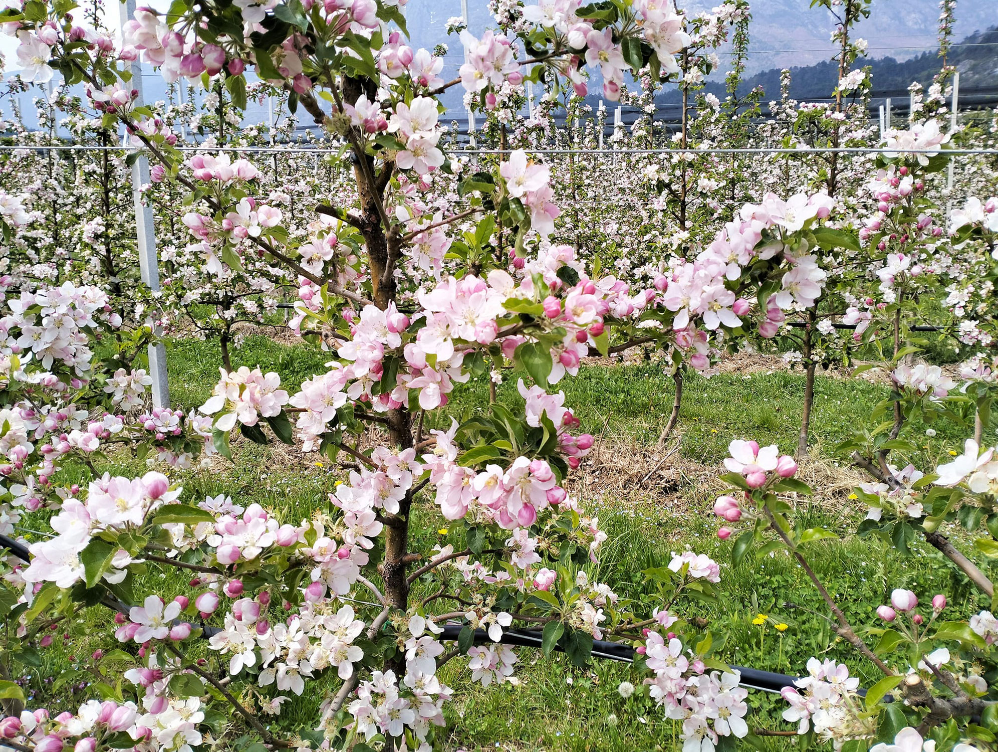 Primavera in Trentino, i 5 luoghi top da vedere