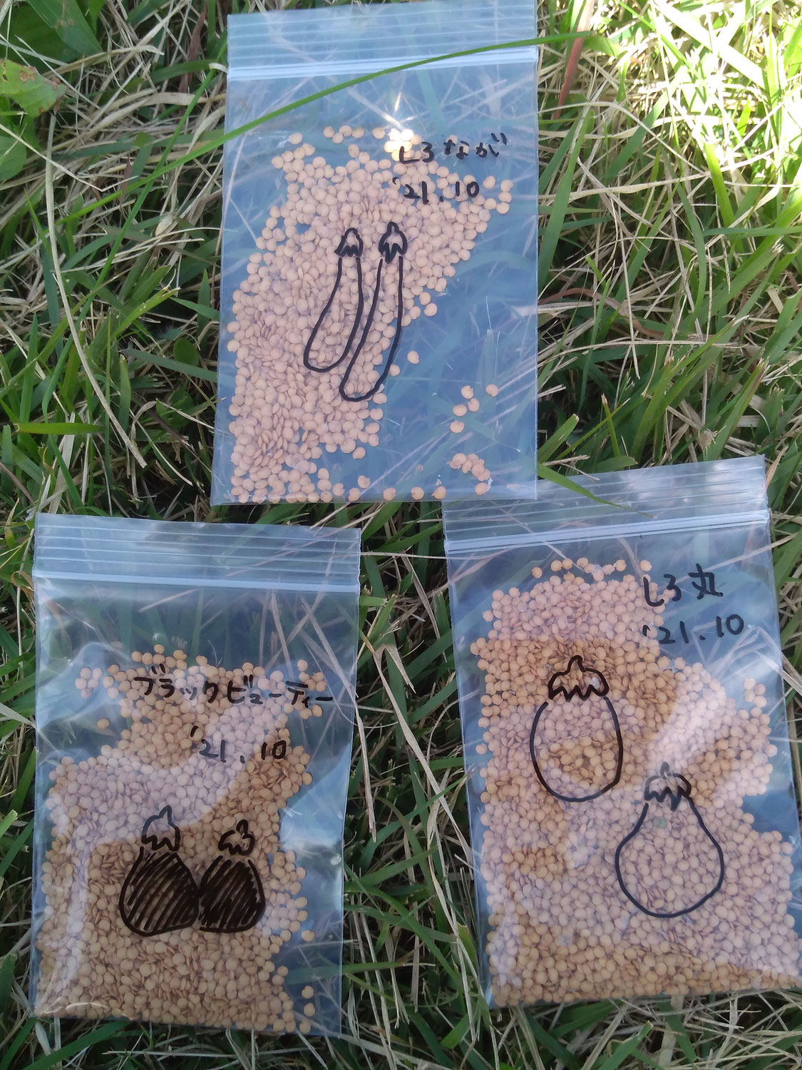 種採りもしています