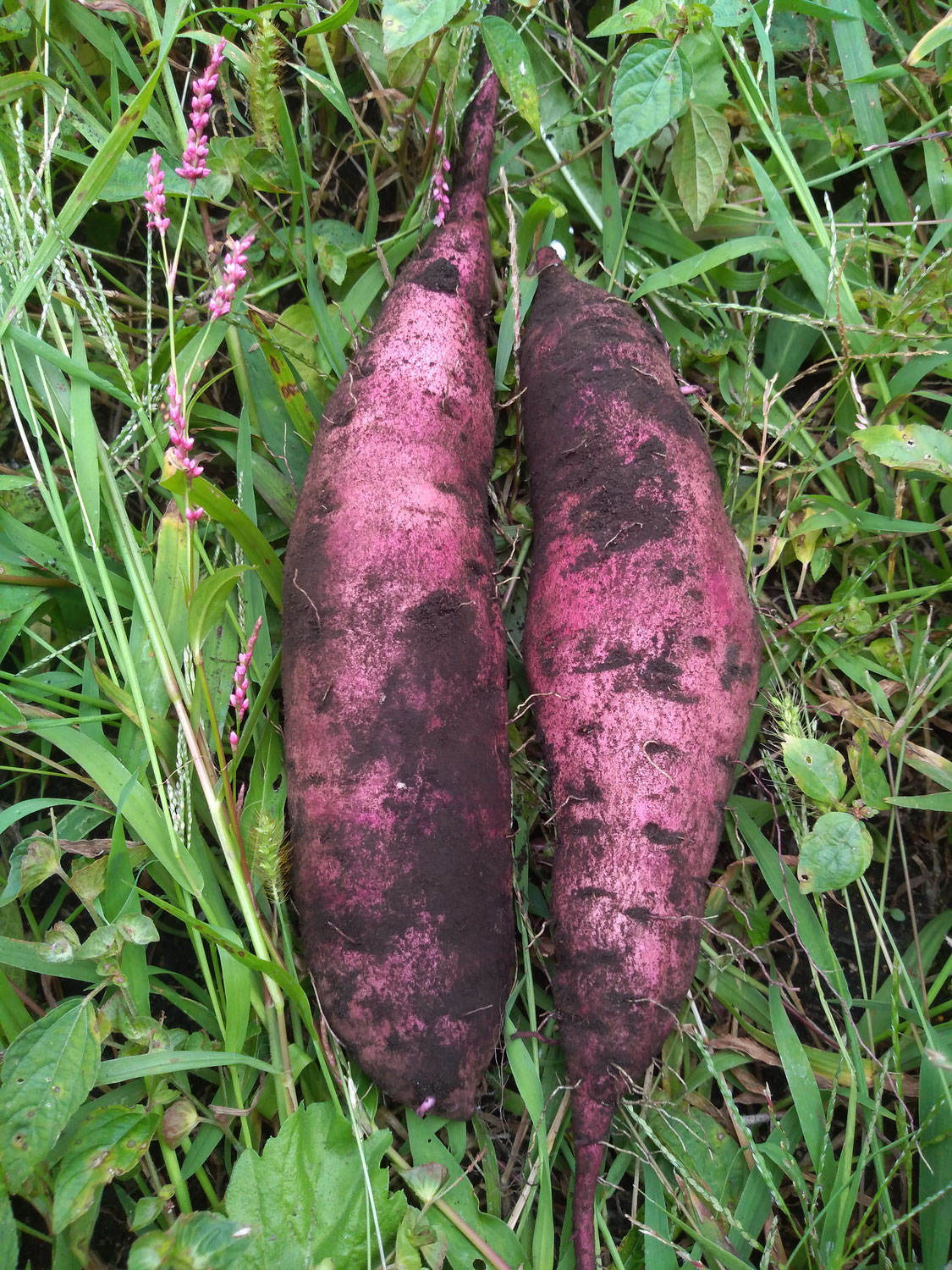 あっという間に秋真っ盛りで。