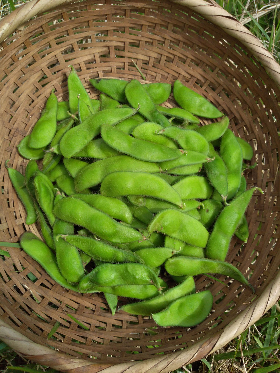 今年も香り高い枝豆