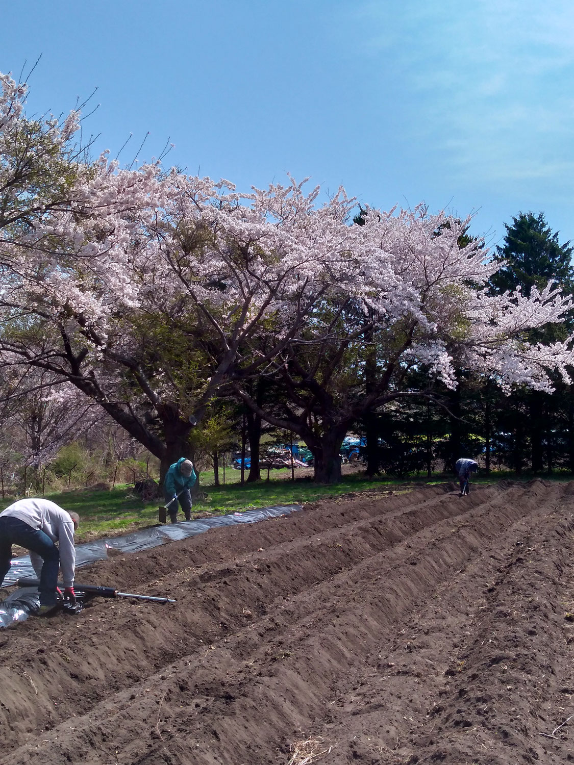 今年も、じゃがいも植え＆お花見です