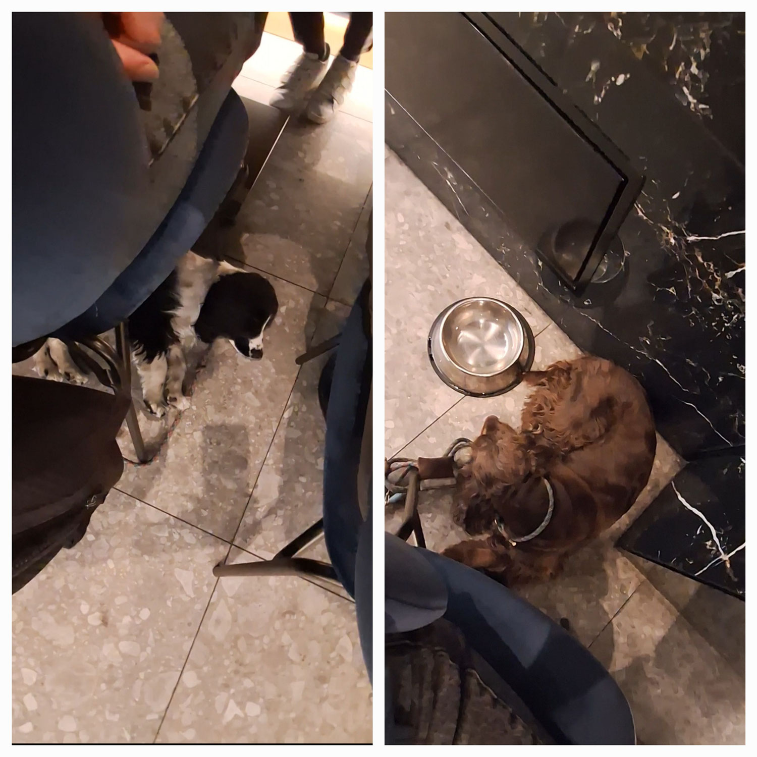 Il significato delle situazioni quotidiane nell’educazione dei cani: Perché la vita stessa è il miglior metodo di insegnamento.